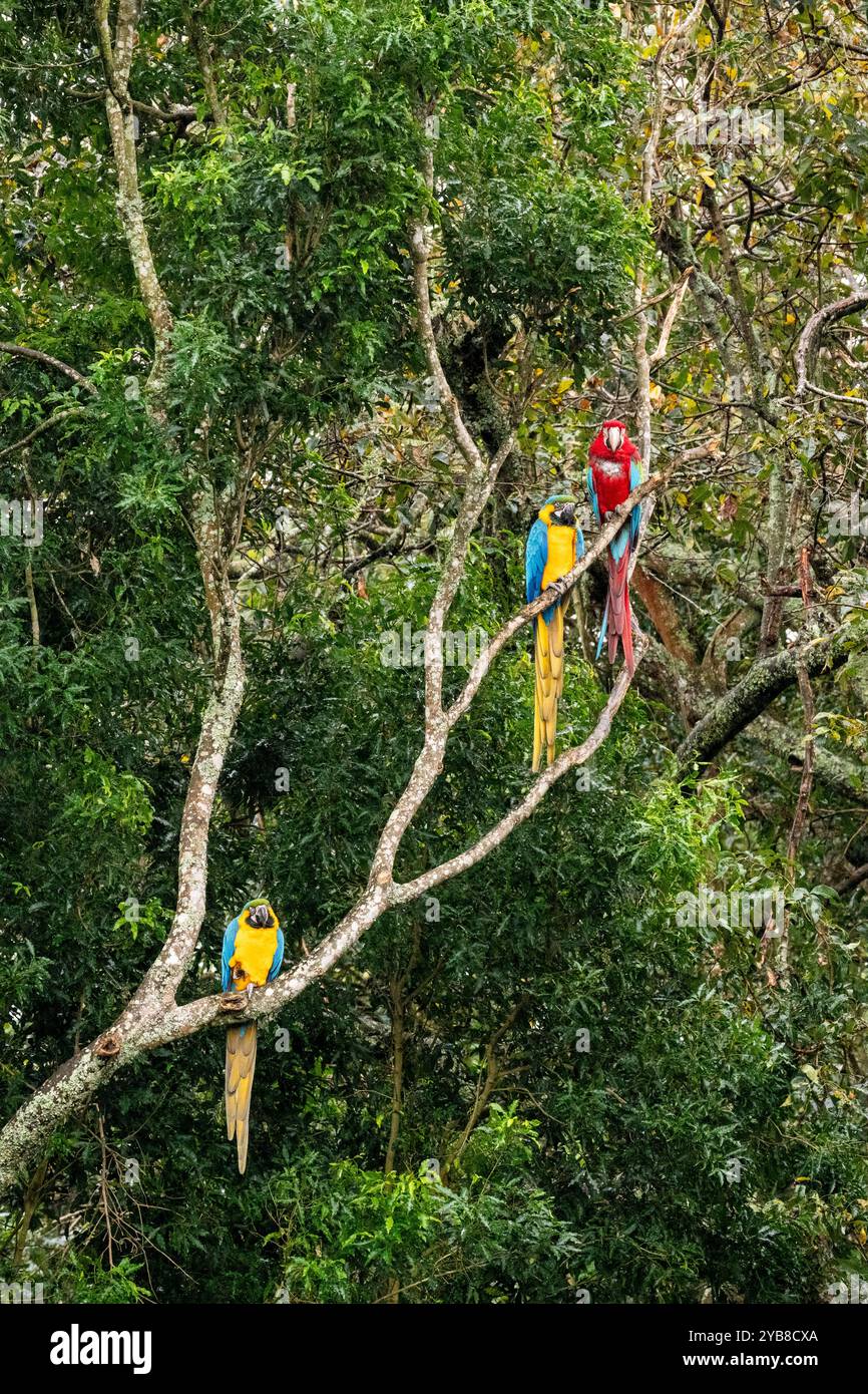 Langschwanzaras sitzen auf einem Zweig eines Baumes im Vogelschutzgebiet von Eden in der Plettenberg Bay, Südafrika Stockfoto