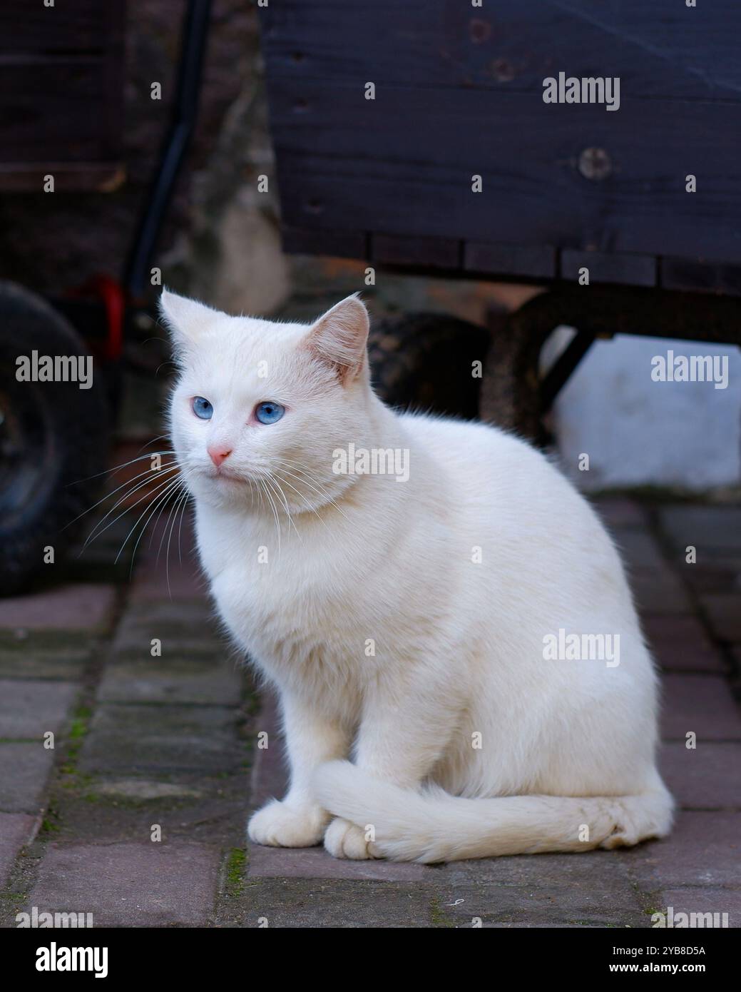 Eine weiße flauschige Katze sitzt auf der Straße und schaut in die Kamera. Die Katze hat blaue Augen. Stockfoto