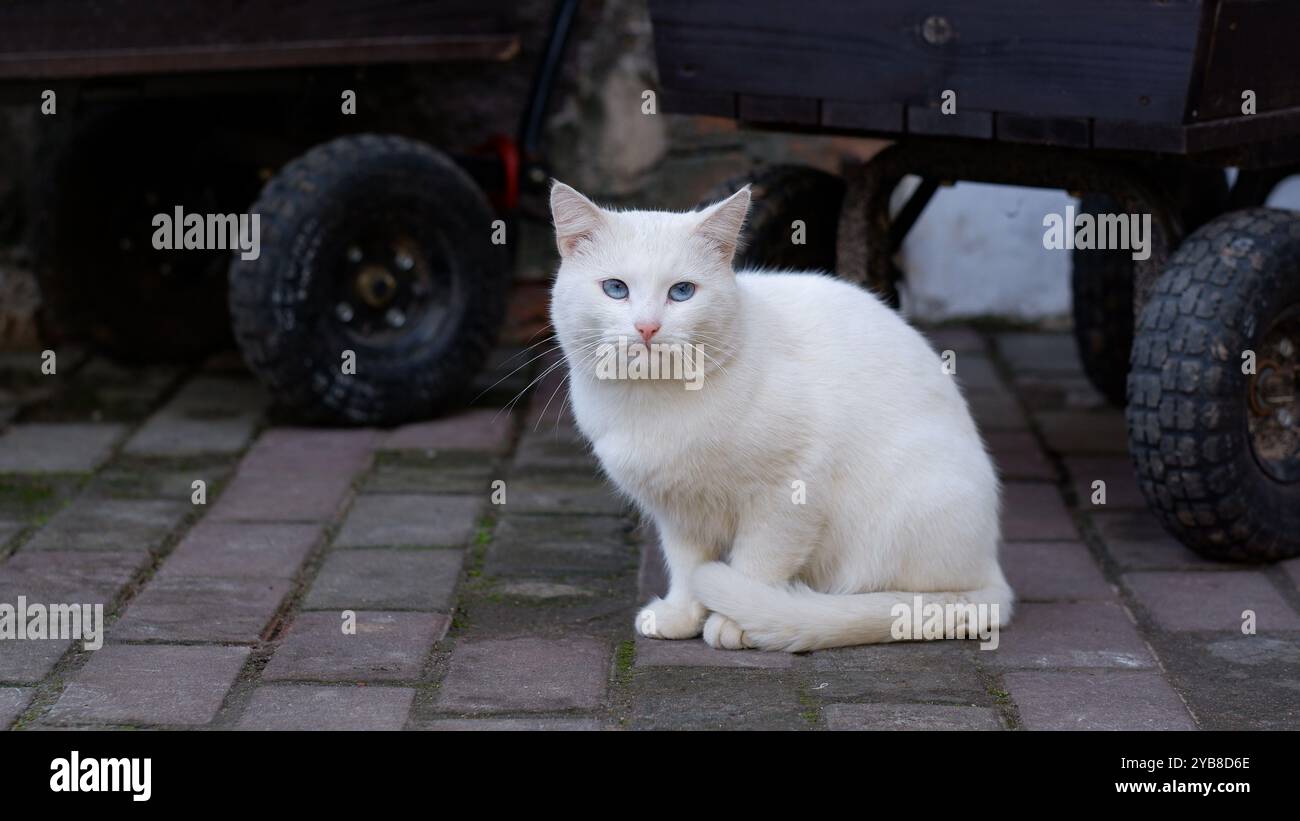 Eine weiße flauschige Katze sitzt auf der Straße und schaut in die Kamera. Die Katze hat blaue Augen. Stockfoto