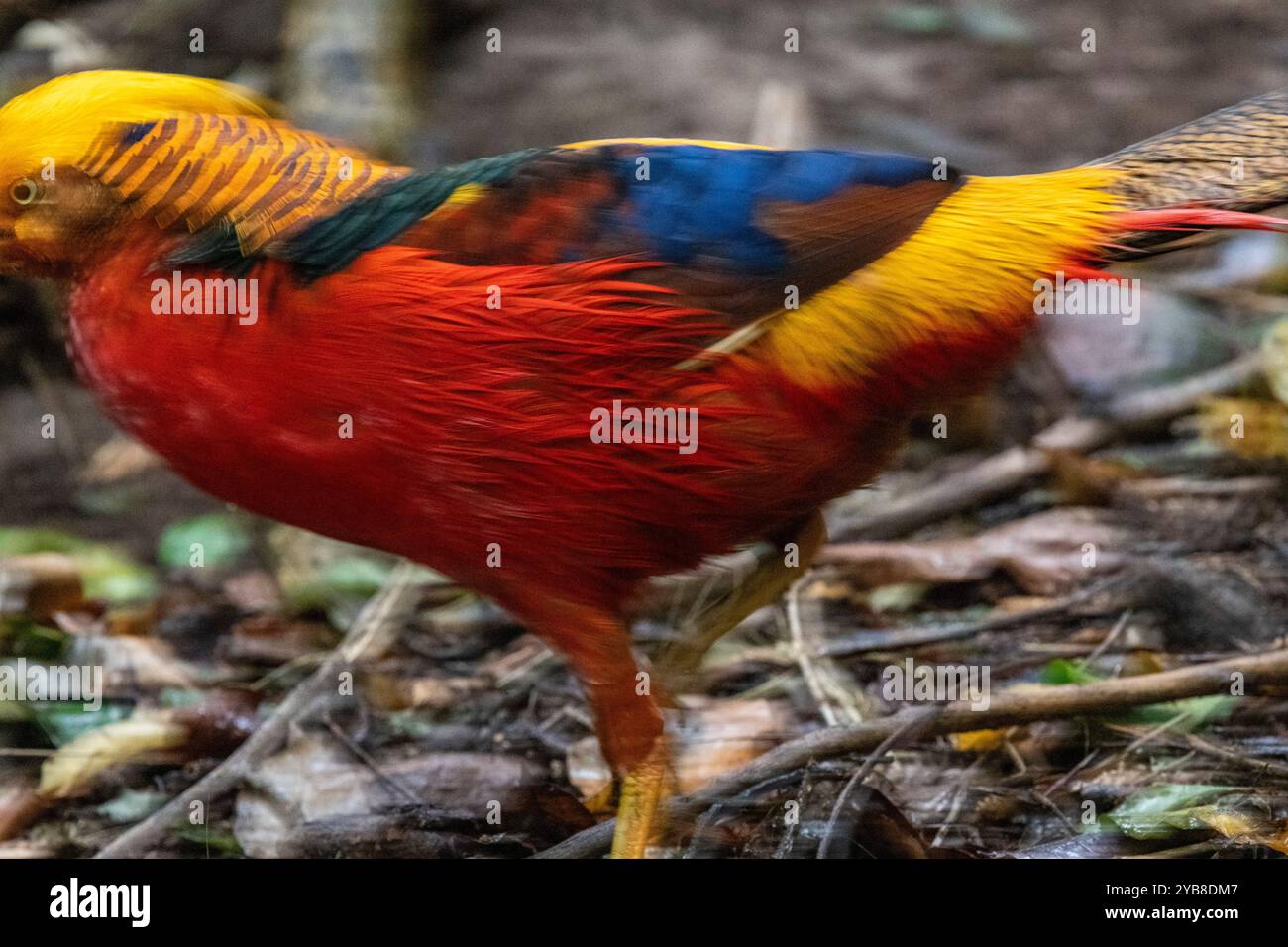 Ein verschwommener goldener Fasan, der im Vogelschutzgebiet von Eden in der Plettenberg Bay, Südafrika, läuft Stockfoto