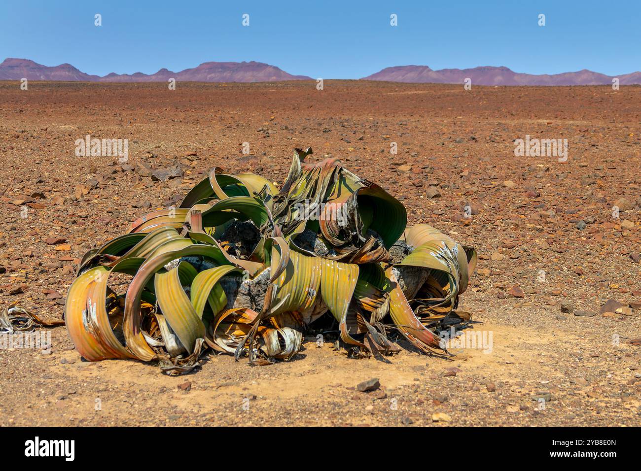 Nahaufnahme einer großen Welwitschia-Pflanze in der Wüste Namibias Stockfoto