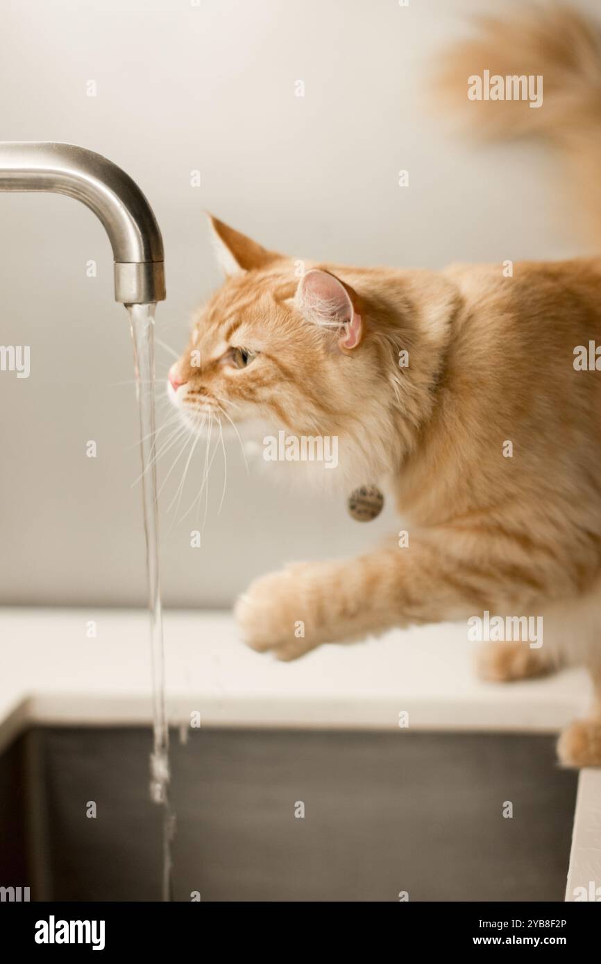 Eine wissbegierige orangene Tabby-Katze streckt sich aus, um den Wasserstrom eines Küchenarmators zu berühren. Das weiche Fell der Katze leuchtet unter dem warmen Licht. Stockfoto