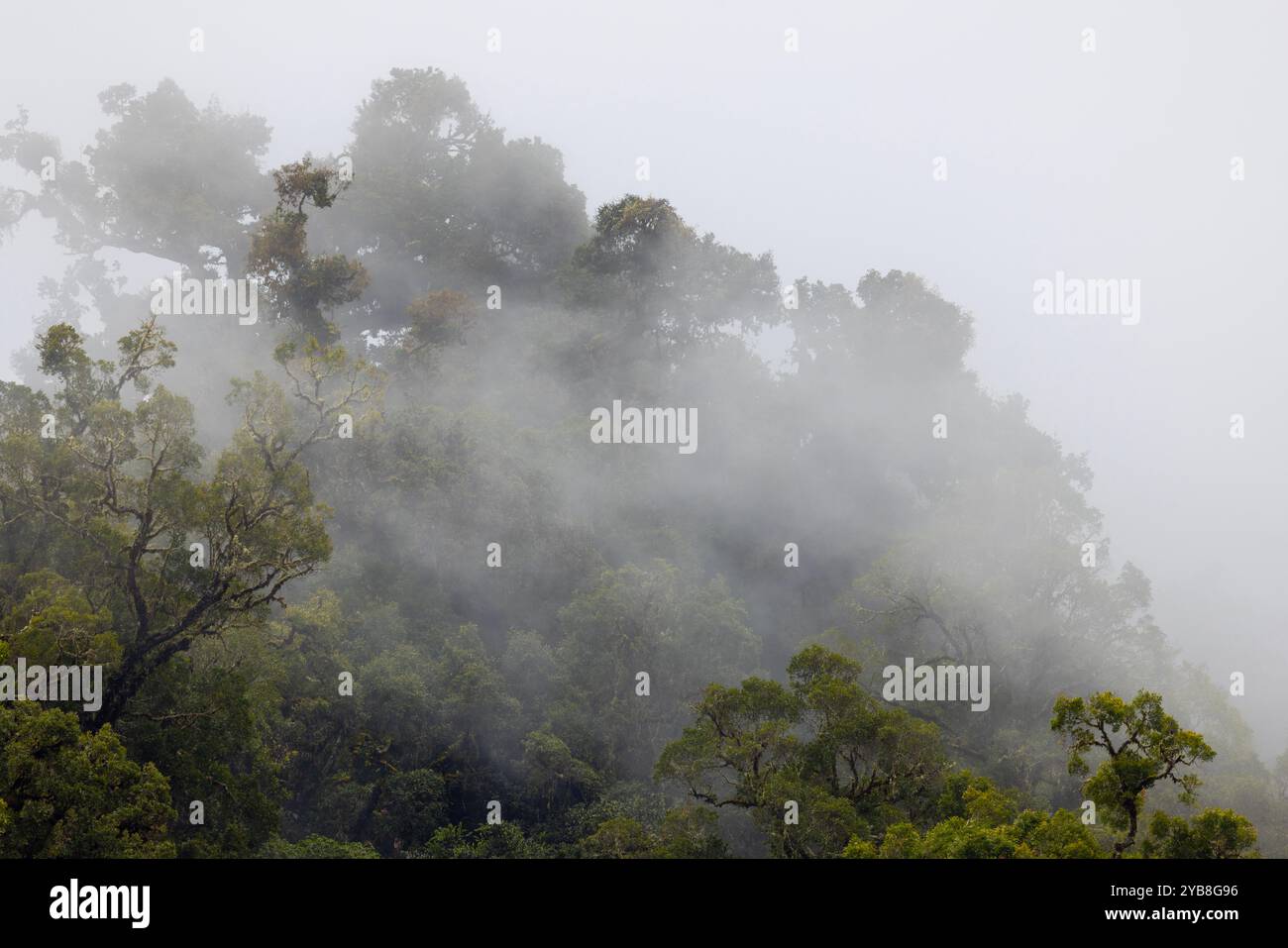 Bäume in einem tropischen Nebelwald, durch den Nebel strömt. San Gerardo de Dota, Costa Rica. Stockfoto