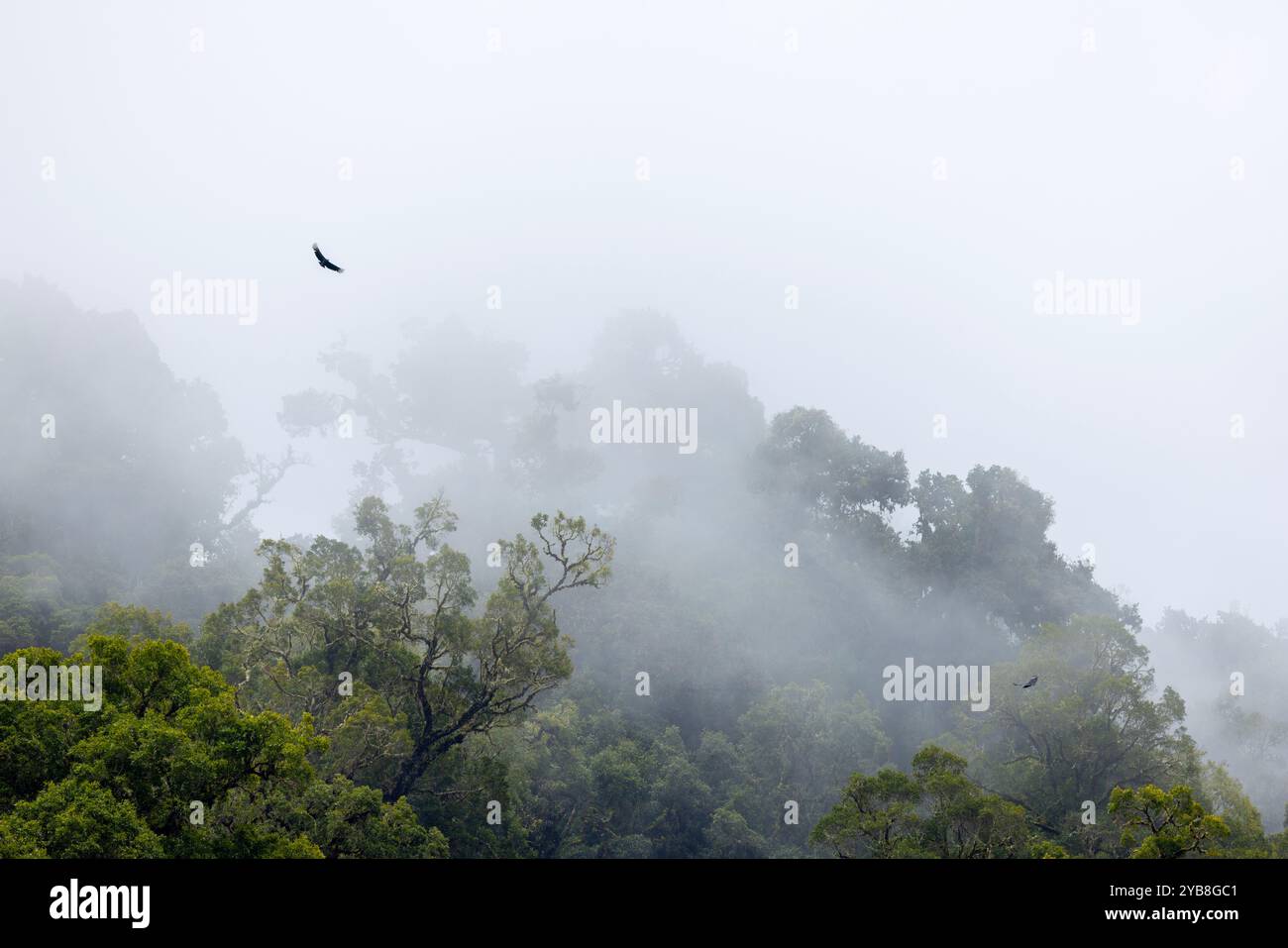 Amerikanischer Schwarzgeier (Coragyps atratus), der über einem Nebelwald kreisen wird. San Gerardo de Dota, Costa Rica. Stockfoto