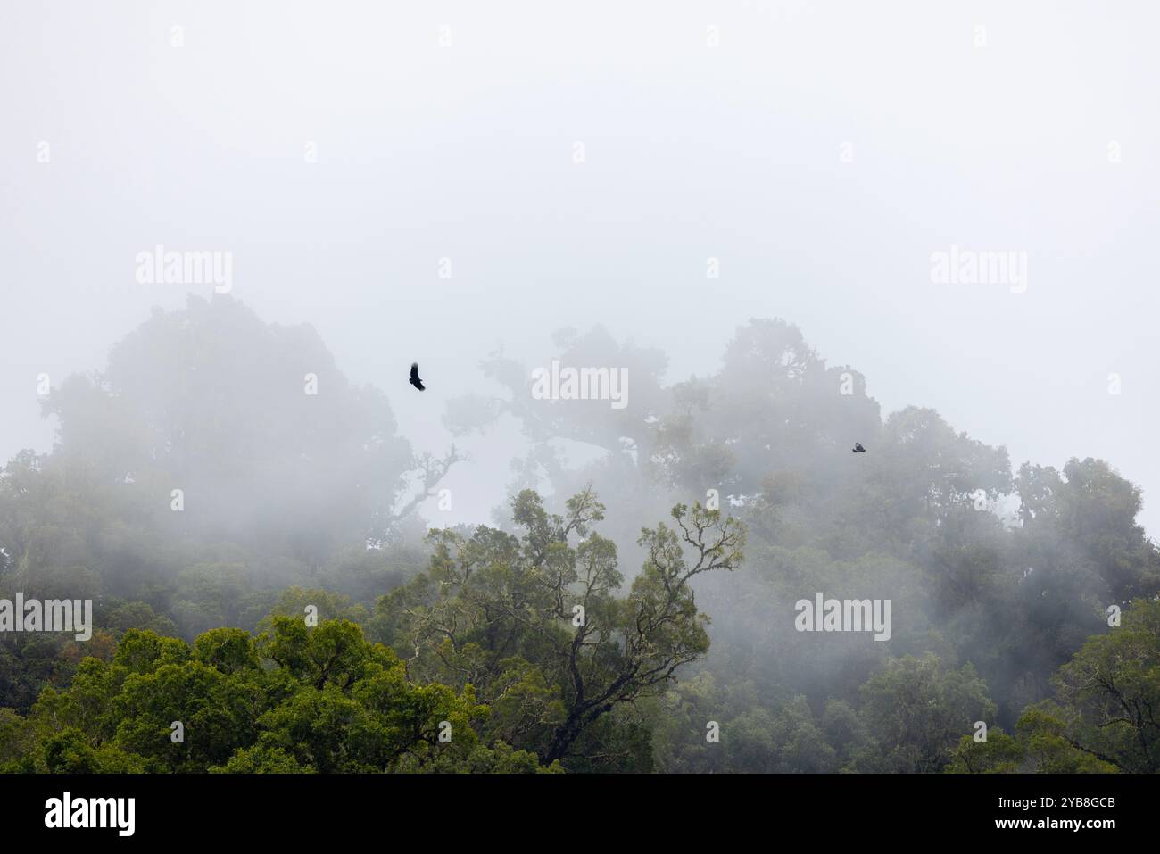 Amerikanischer Schwarzgeier (Coragyps atratus), der über einem Nebelwald kreisen wird. San Gerardo de Dota, Costa Rica. Stockfoto