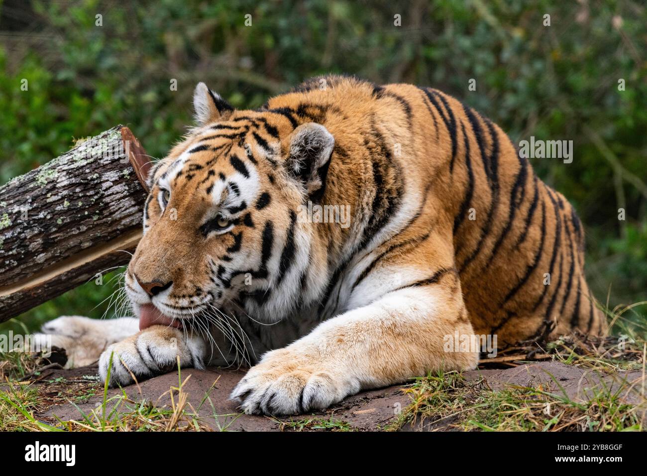 Ein bengalischer Tiger leckt sich selbst in einem Gehege im Jukani Big Cats Heiligtum in Plettenberg Bay, Südafrika Stockfoto