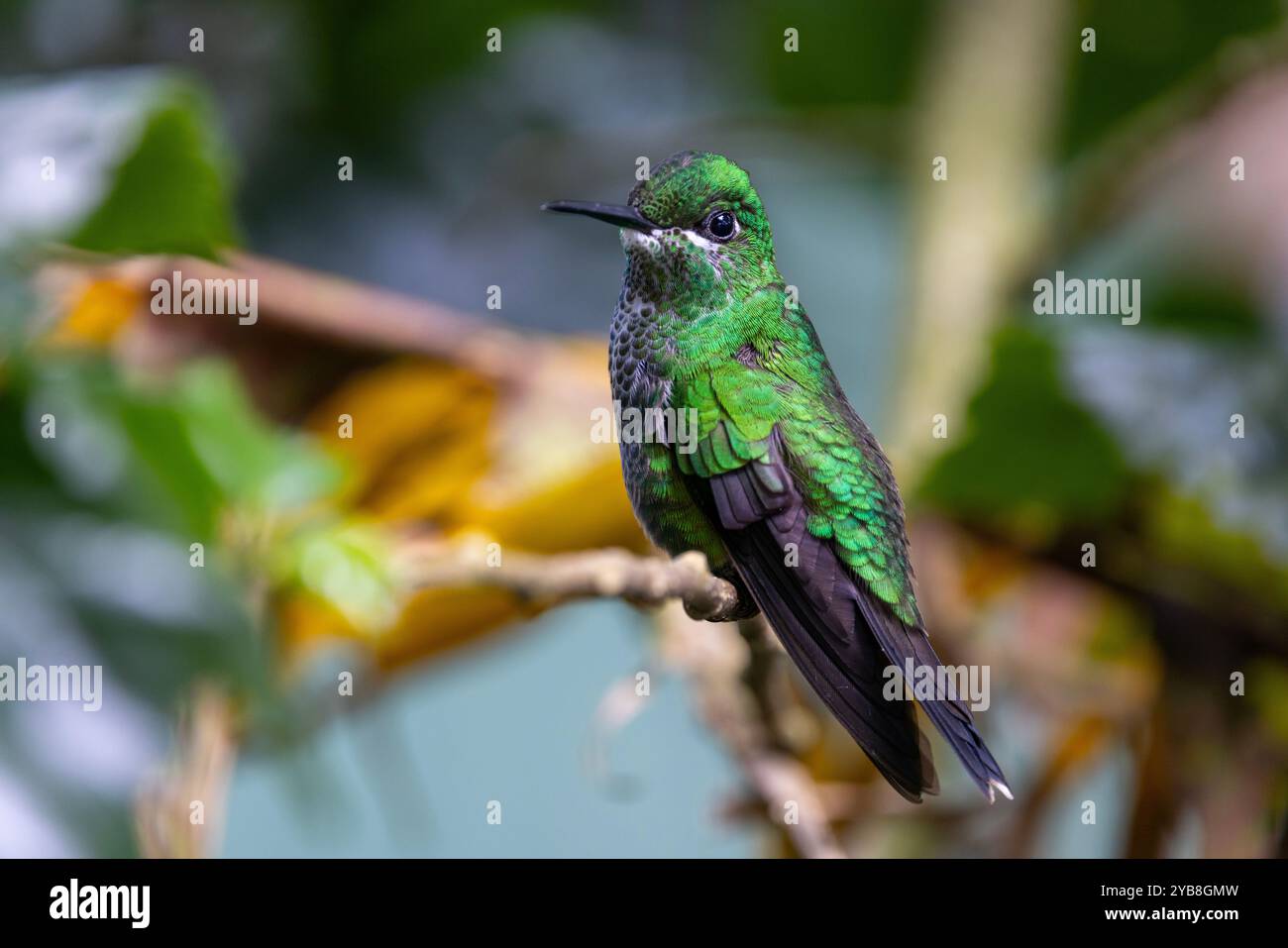 Ein weiblicher, grün gekrönter Brillant (Heliodoxa jacula) Kolibri ruht. Buena Vista, Provinz Alajuela, im Hochland von Costa Rica. Stockfoto