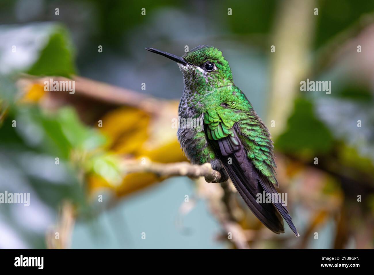 Ein weiblicher, grün gekrönter Brillant (Heliodoxa jacula) Kolibri ruht. Buena Vista, Provinz Alajuela, im Hochland von Costa Rica. Stockfoto