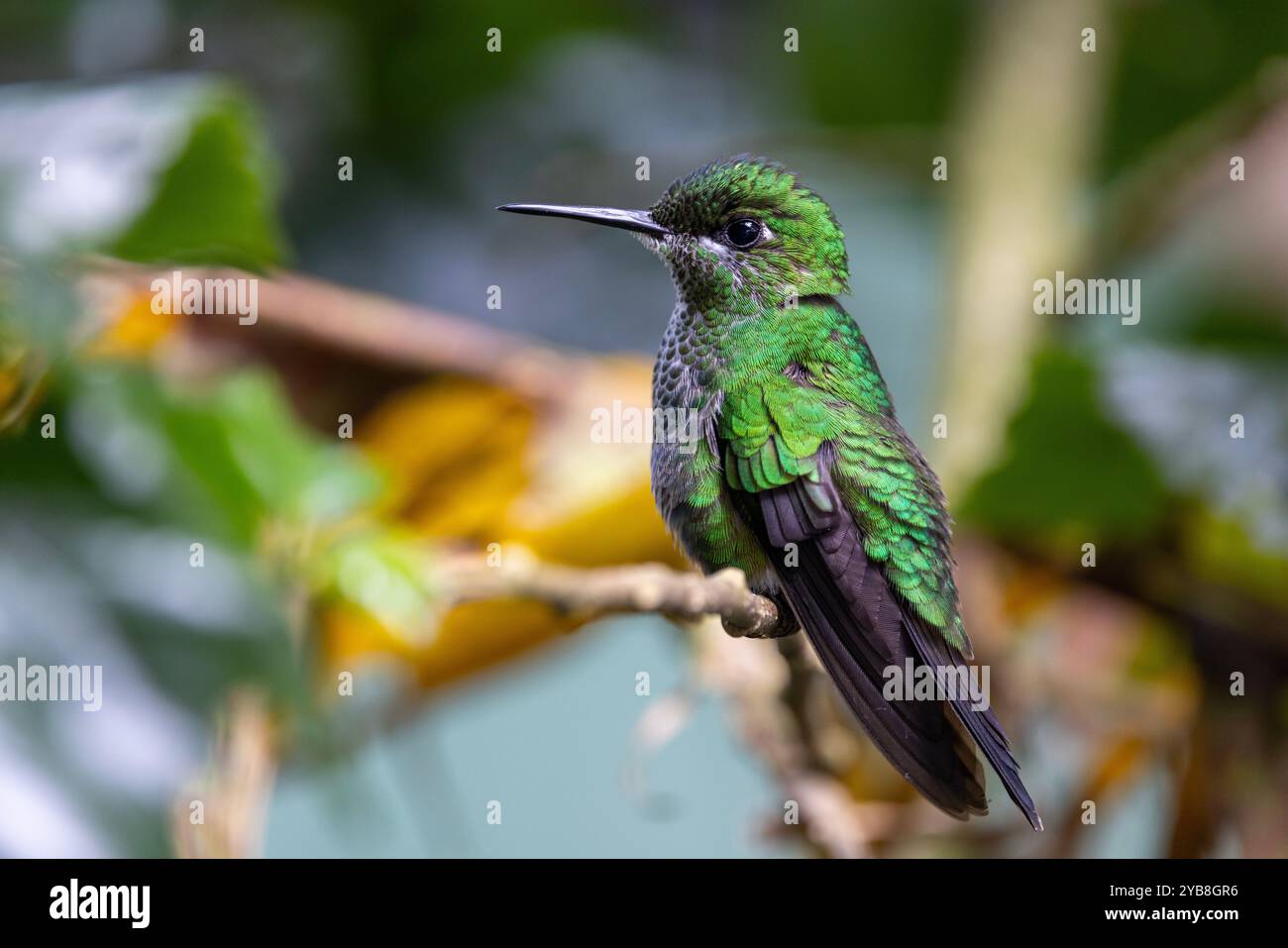 Ein weiblicher, grün gekrönter Brillant (Heliodoxa jacula) Kolibri ruht. Buena Vista, Provinz Alajuela, im Hochland von Costa Rica. Stockfoto