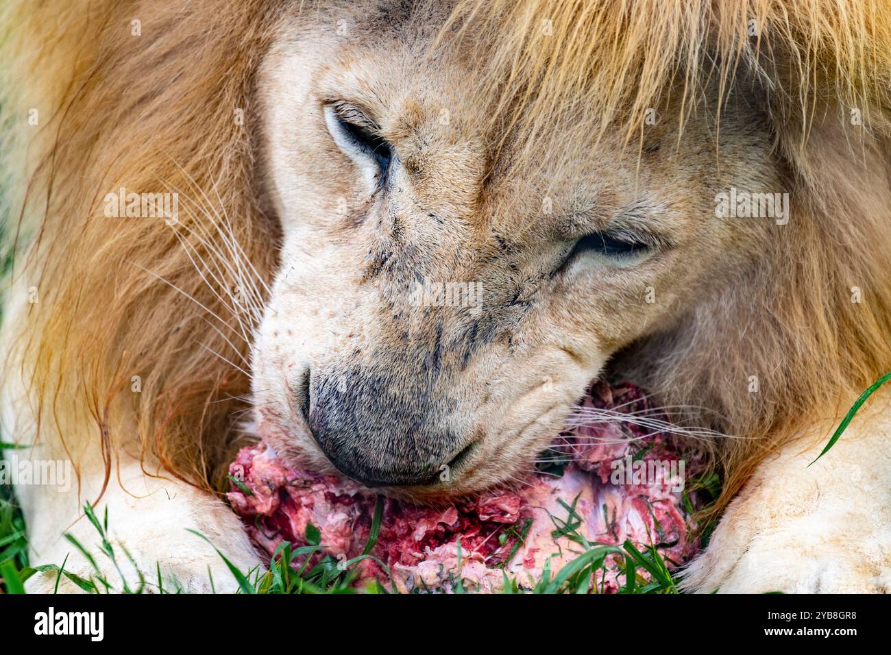 Ein großer ausgewachsener männlicher Löwe, der in seinem Gehege im Jukani Big Cats Heiligtum in Plettenberg Bay, Südafrika, ein Stück Fleisch isst Stockfoto