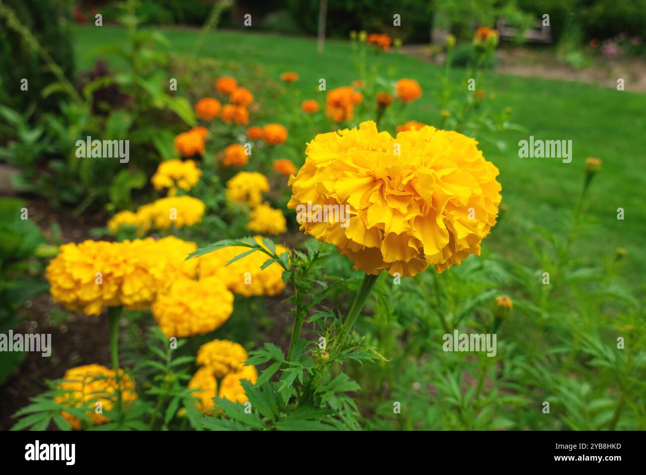 Double Yellow Crackerjack Ringelblume (Tagetes erecta) - eine große Ringelblume afrikanischer Art. Stockfoto
