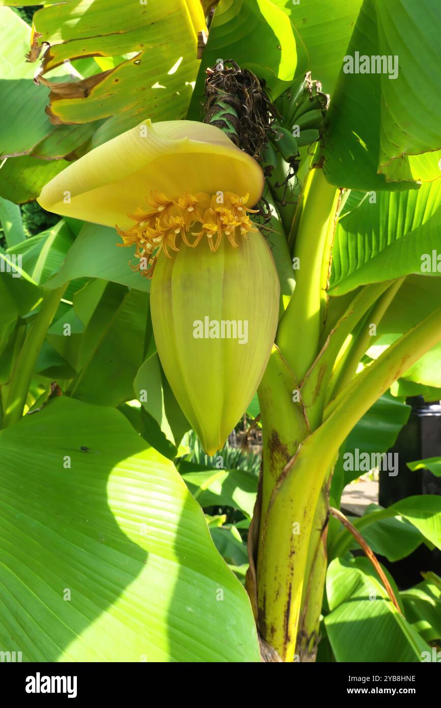 Musa Basjoo Hardy Banana Plant (Japanische Faserbanane) - gelbe Blüte und kleine grüne Bananen, die auf dem Baum Reifen - vertikal. Stockfoto