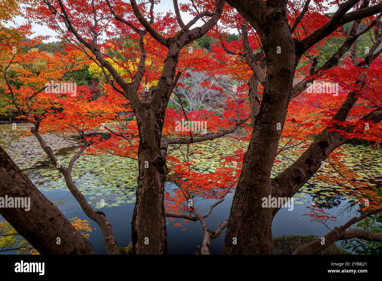 japanischer Garten mit bunten Herbstblättern, die sich in einem Teich spiegeln Stockfoto