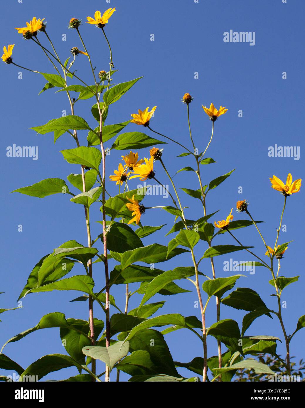 Die gelben Blüten der Jerusalemer Artischocken Tapinambur vor einem blauen Himmel. Helianthus tuberös. Tuberkulose wachsen. Stockfoto