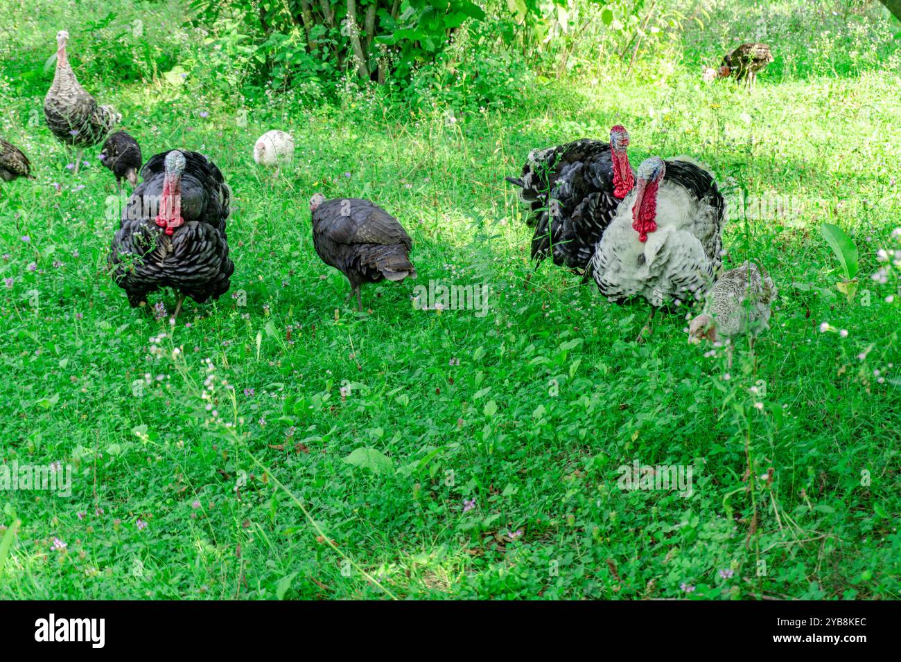 Truthahntiere Auf Der Wiese. Ländliche Szene. Stockfoto