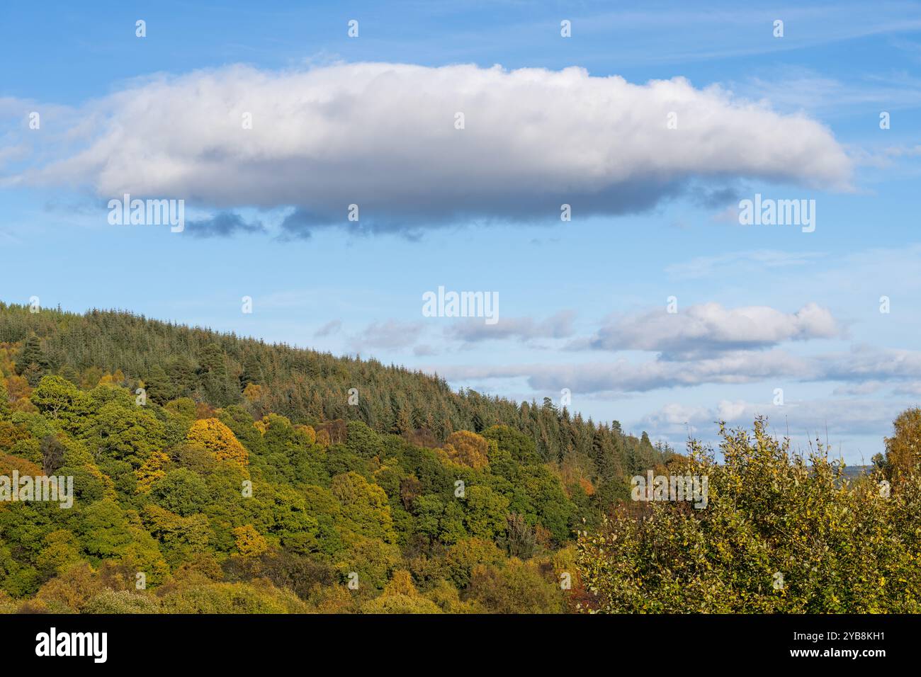 Rothes Glen, Speyside, Moray, Großbritannien. Oktober 2024. Dies ist die niedrige Sonne, die auf die Bäume und andere Pflanzen in ihren Herbstfarben scheint. Quelle: JASPERIMAGE/Alamy Live News Stockfoto