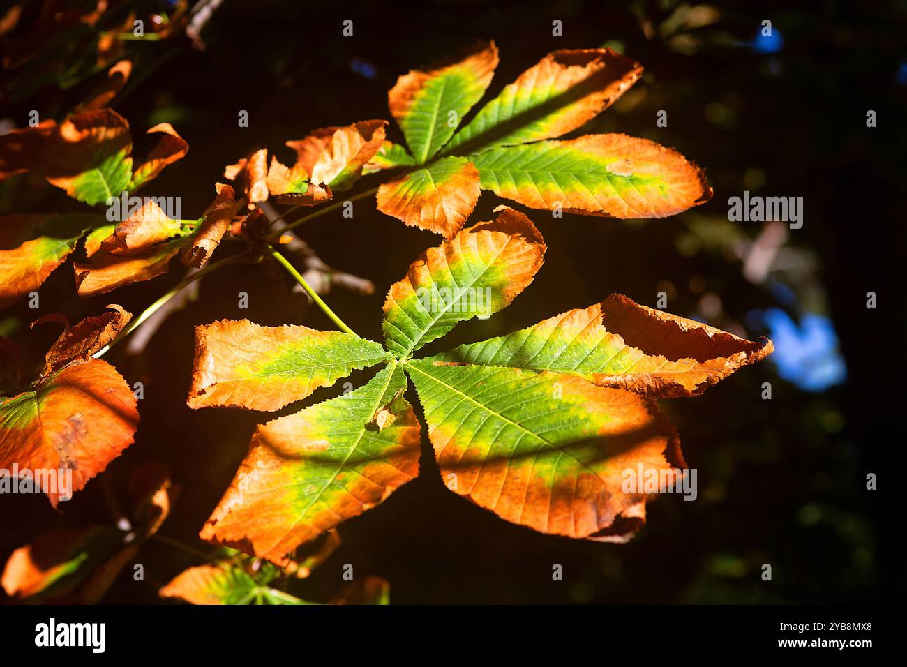 Wenn der Herbst beginnt und gelb wird Stockfoto