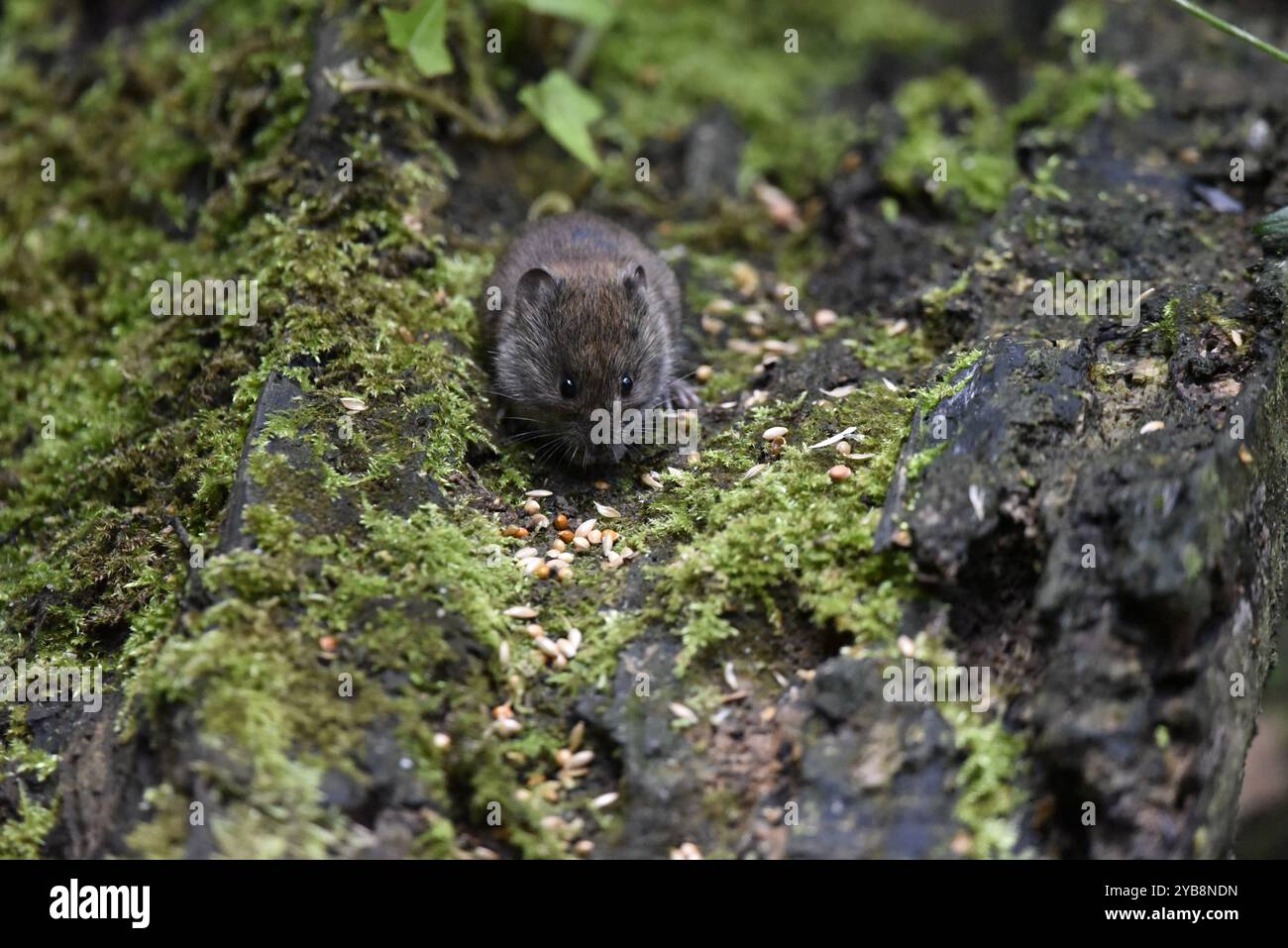 Bank Vole (Myodes glareolus) Blick in die Kamera von der Spitze einer Moosbank, Mitte des Bildes, aufgenommen in Staffordshire, Großbritannien im Herbst Stockfoto