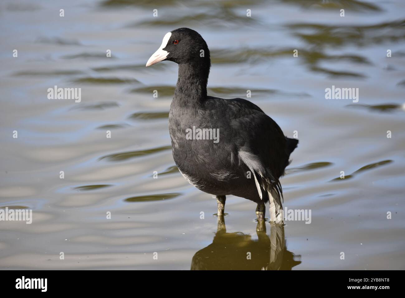 Nahaufnahme eines eurasischen Coots (Fulica ATRA) mit einem gebrochenen Flügel, der nach links blickt, im flachen Wasser stehend, aufgenommen in Großbritannien, Anfang Herbst Stockfoto Nahaufnahme eines eurasischen Coots (Fulica ATRA) mit einem gebrochenen Flügel, der nach links blickt, im flachen Wasser stehend, aufgenommen in Großbritannien, Anfang Herbst Stockfoto