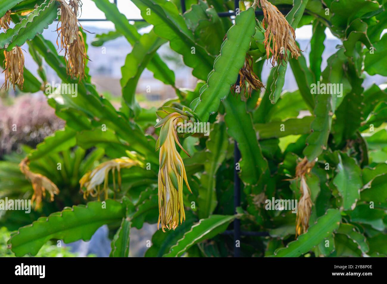 In einem lebendigen Garten sind die schlanken grünen Kaktusstämme mit blühenden Blumen geschmückt, die auf ihre bunte Verwandlung unter der Nachmittagssonne hinweisen. Stockfoto