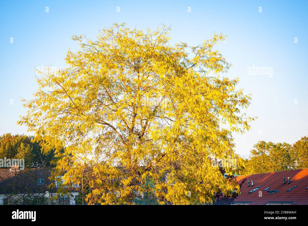 Herbstbild der Krone eines Baumes mit schön gelben Blättern Stockfoto