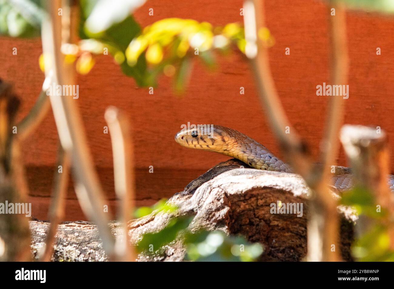 Der Kopf einer Schlange in einem Gehege im Lawnwood Snake Sanctuary in Plettenberg Bay, Südafrika Stockfoto