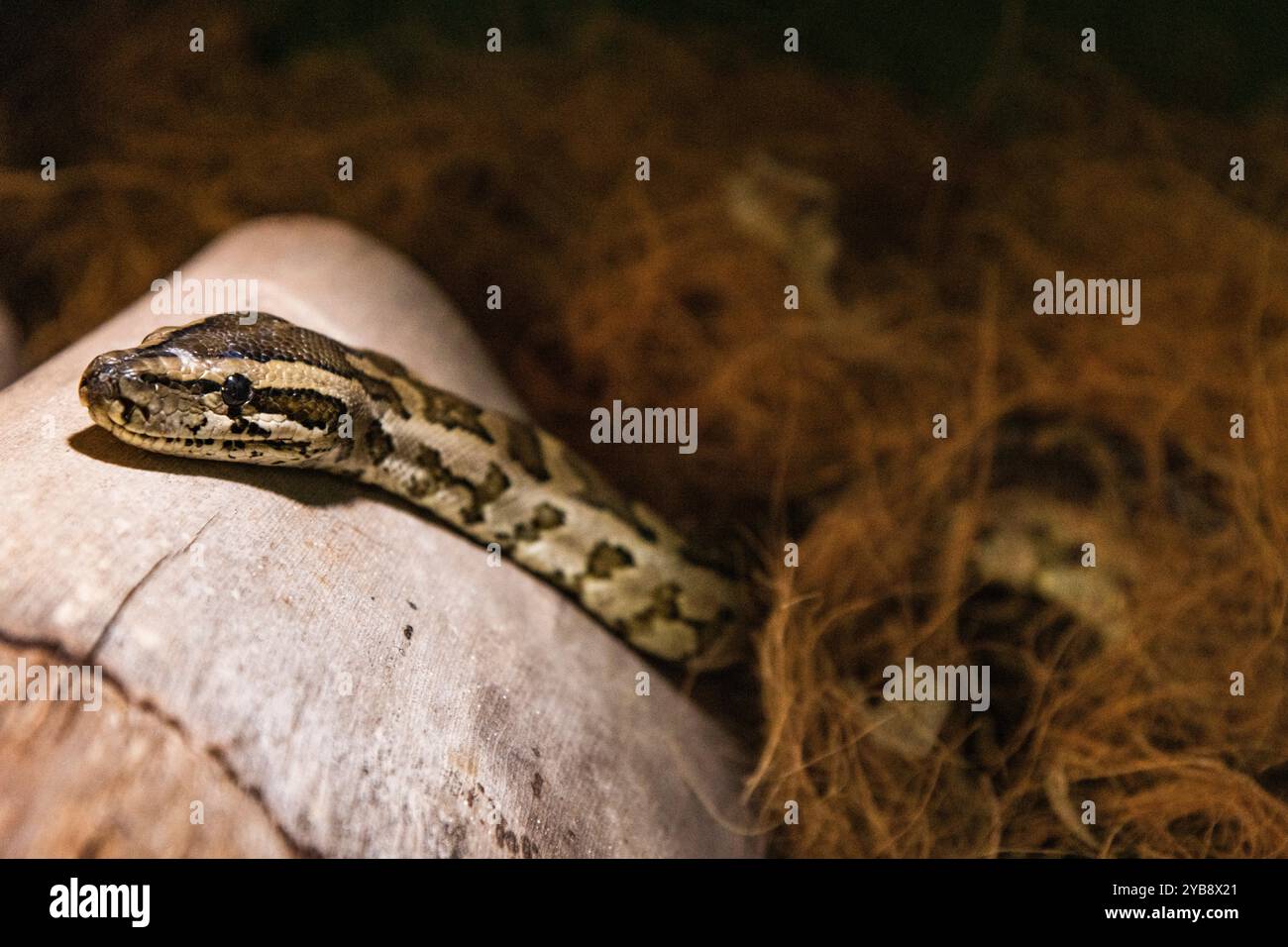 Eine kleine Schlange, die ihren Kopf auf einem Baumstamm in ihrem Gehege im Lawnwood Snake Sanctuary in Plettenberg Bay, Südafrika, auflegt Stockfoto