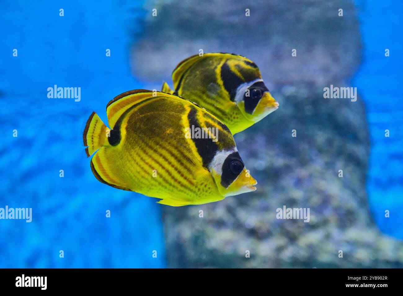 Zwei Waschbären-Schmetterlingsfische schwimmen im Aquarium. Unterwasserszene. Chaetodon Lunula, Mondbutterfische, Waschbär Korallenfische. Gefunden in Indian und Pacifi Stockfoto