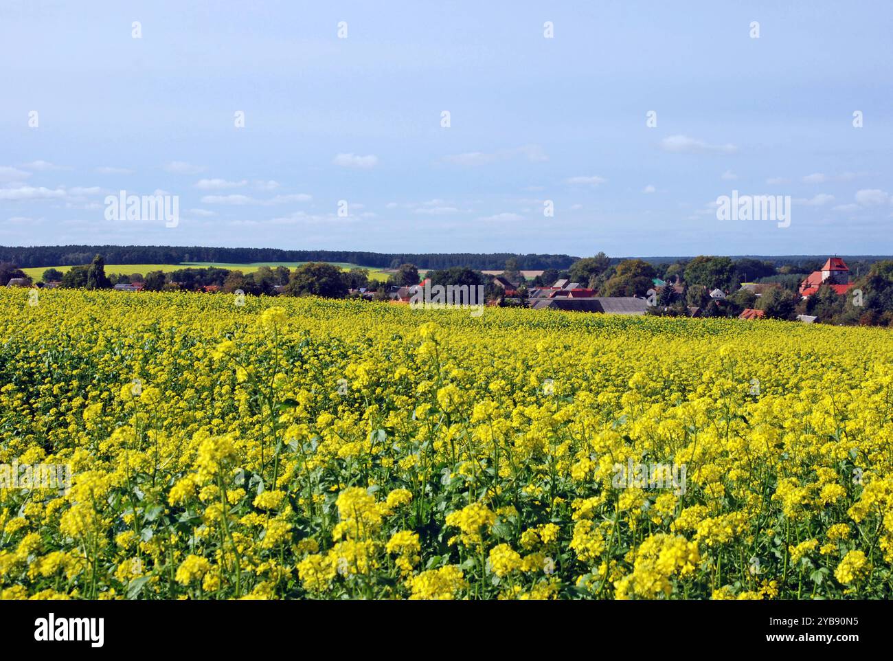 09.10.2011 Landschaft bei Tangeln Deutschland/ Sachsen Anhalt/ Altmark/ Altmarkkreis Salzwedel/ am ländlichen Weg von Darnebeck nach Tangeln/ Blick auf Tangeln/ Senffelder und Wälder umgeben das Dorf/ Herbstlandschaft *** 09 10 2011 Landschaft bei Tangeln Germany Sachsen Anhalt Altmark Altmarkkreis Salzwedel an der Landstraße von Darnebeck nach Tangeln Blick auf Tangeln Senffelder und Wälder umgeben das Dorf Herbstlandschaft Stockfoto