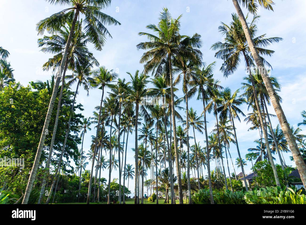 Tropische Palme mit Sonnenlicht auf blauem Himmel. Qualitativ hochwertige Bilder Stockfoto