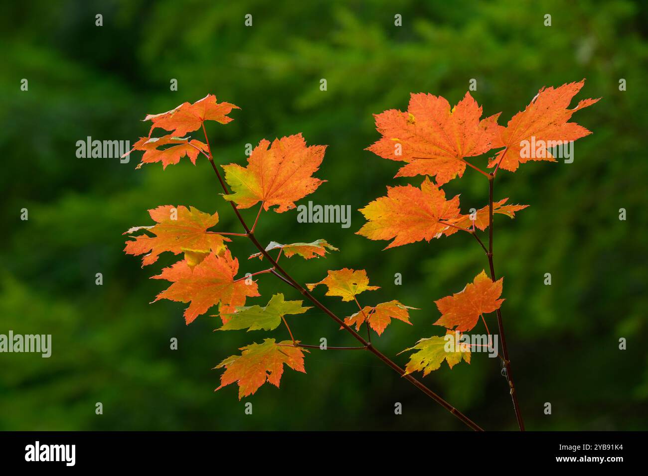 Weinahorn in Herbstfarbe; Cascade Mountains in Oregon. Stockfoto