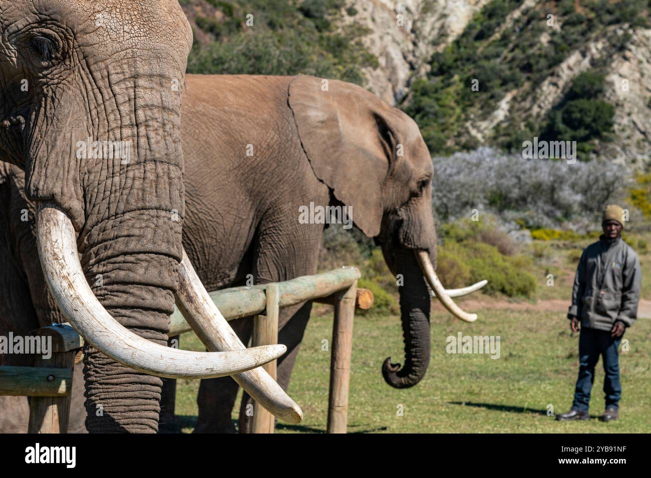 Zwei Elefanten stehen zusammen im Indalu Game Reserve in Mossel Bay, Südafrika Stockfoto