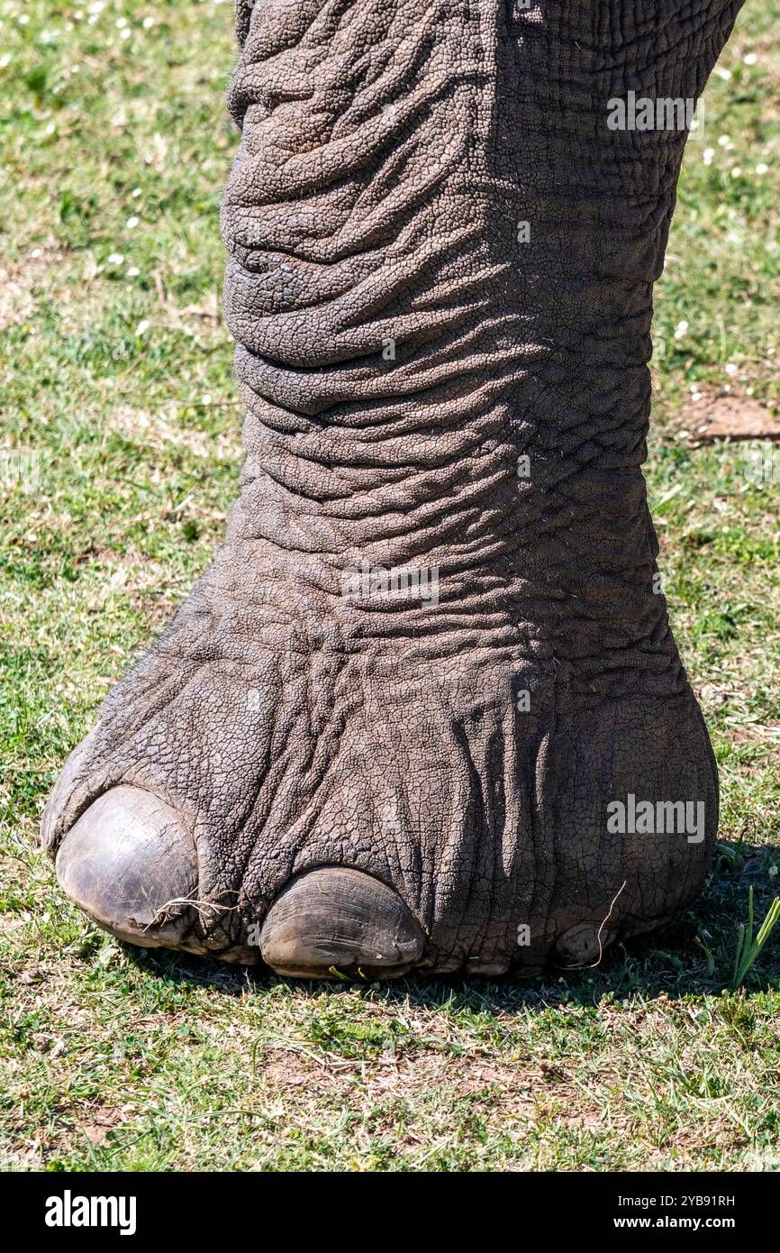 Elefantenfu von sdafrika -Fotos und -Bildmaterial in hoher Auflsung   Alamy