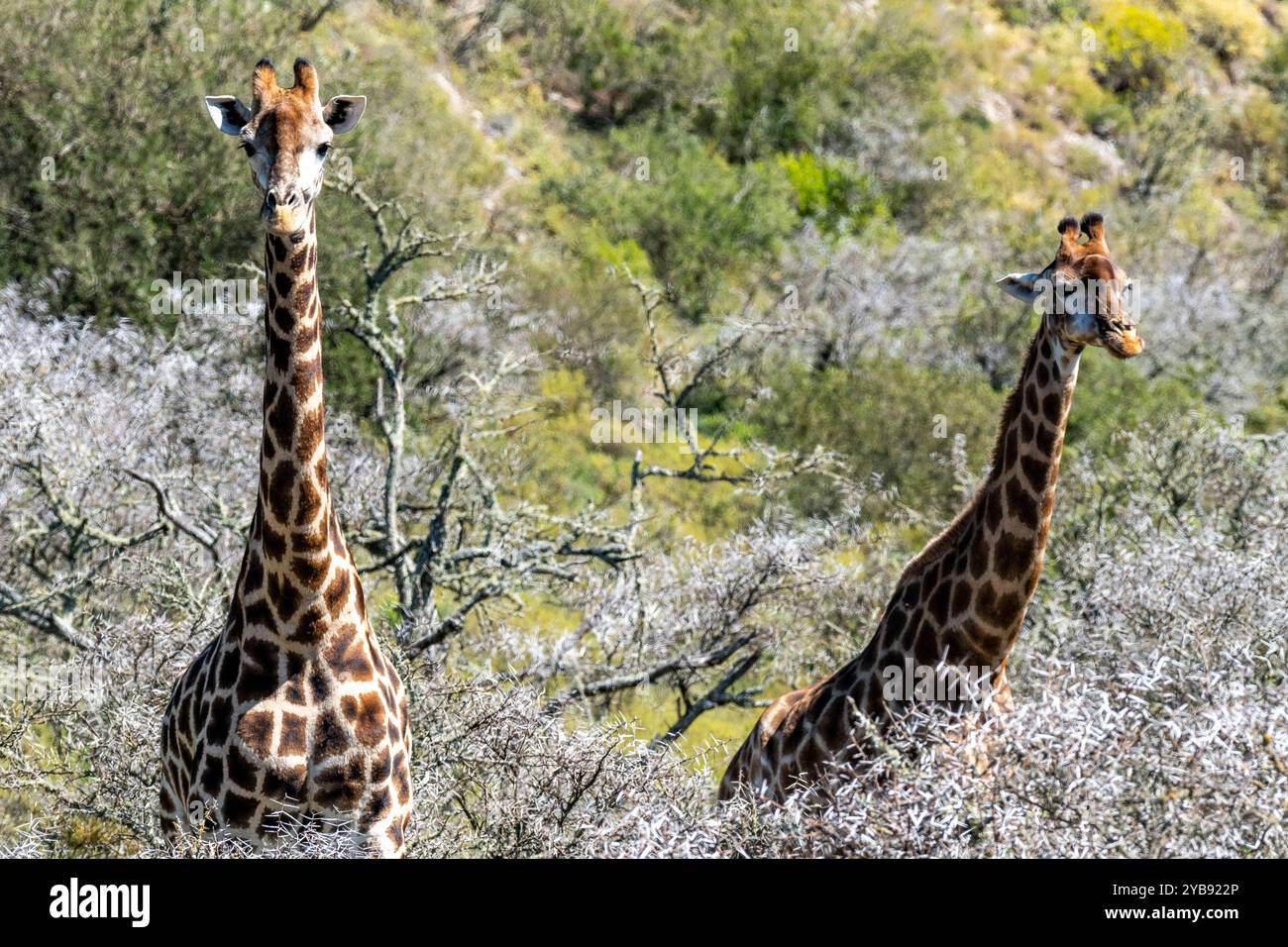 Die Köpfe und die langen Hälse zweier Giraffen im Indalu Game Reserve in Mossel Bay, Südafrika Stockfoto