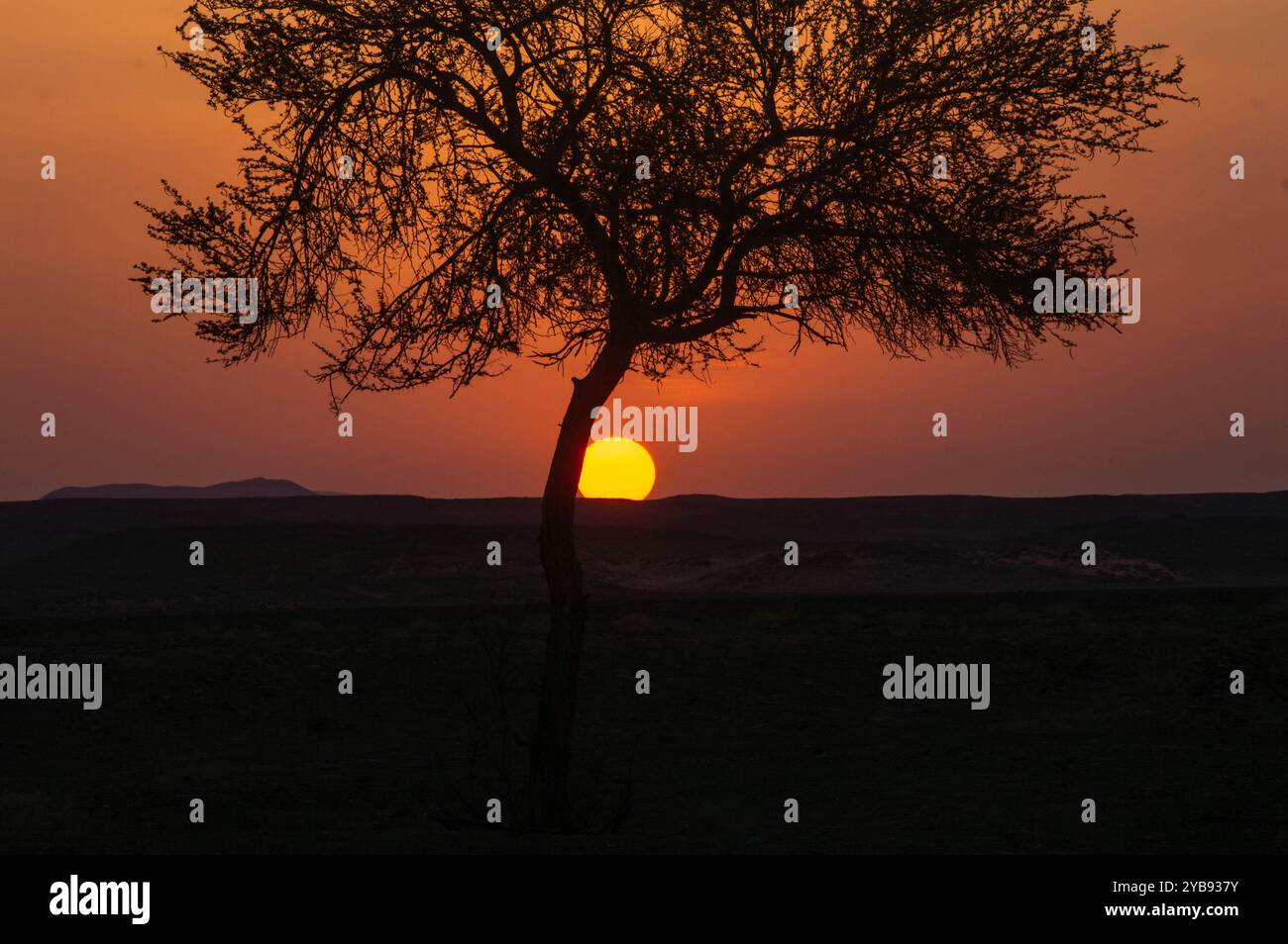 Sonne durch Bäume Stockfoto