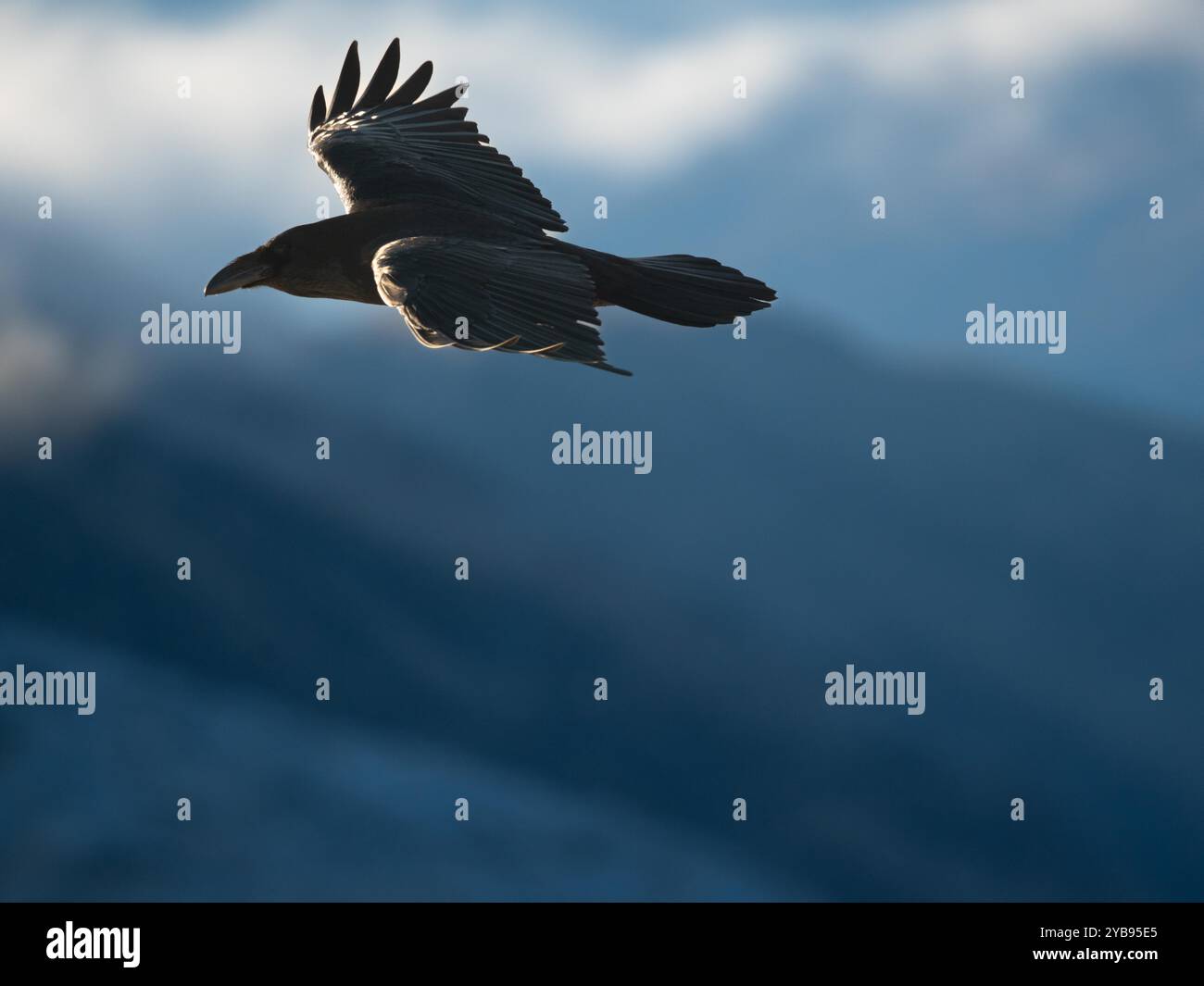 Raven in Glencoe, Schottland Stockfoto