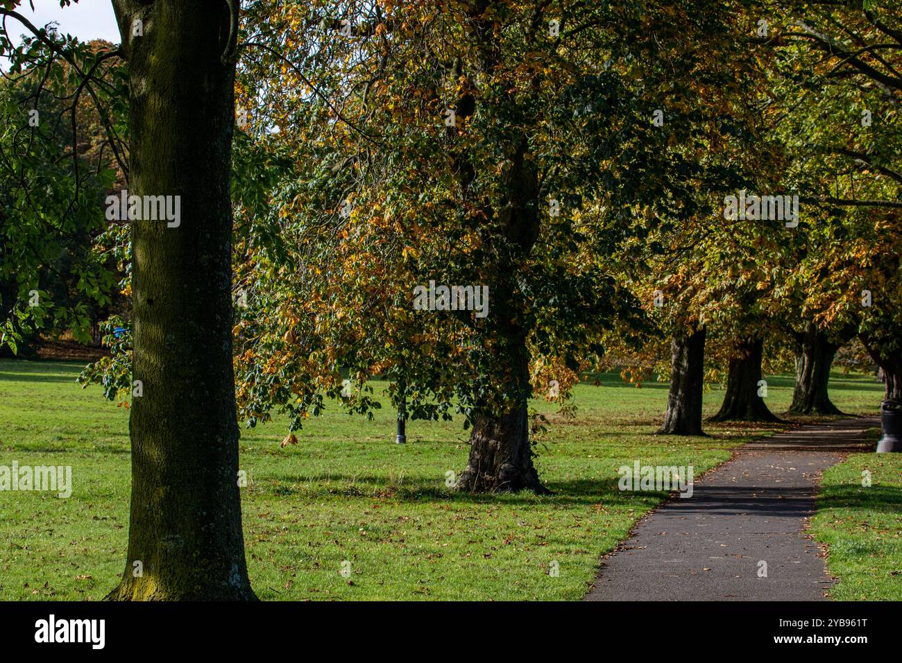 Eine ruhige Parkszene mit einem gewundenen Pfad umgeben von Bäumen mit Herbstlaub. Das Gras ist üppig und grün, während die Blätter SHA werden Stockfoto