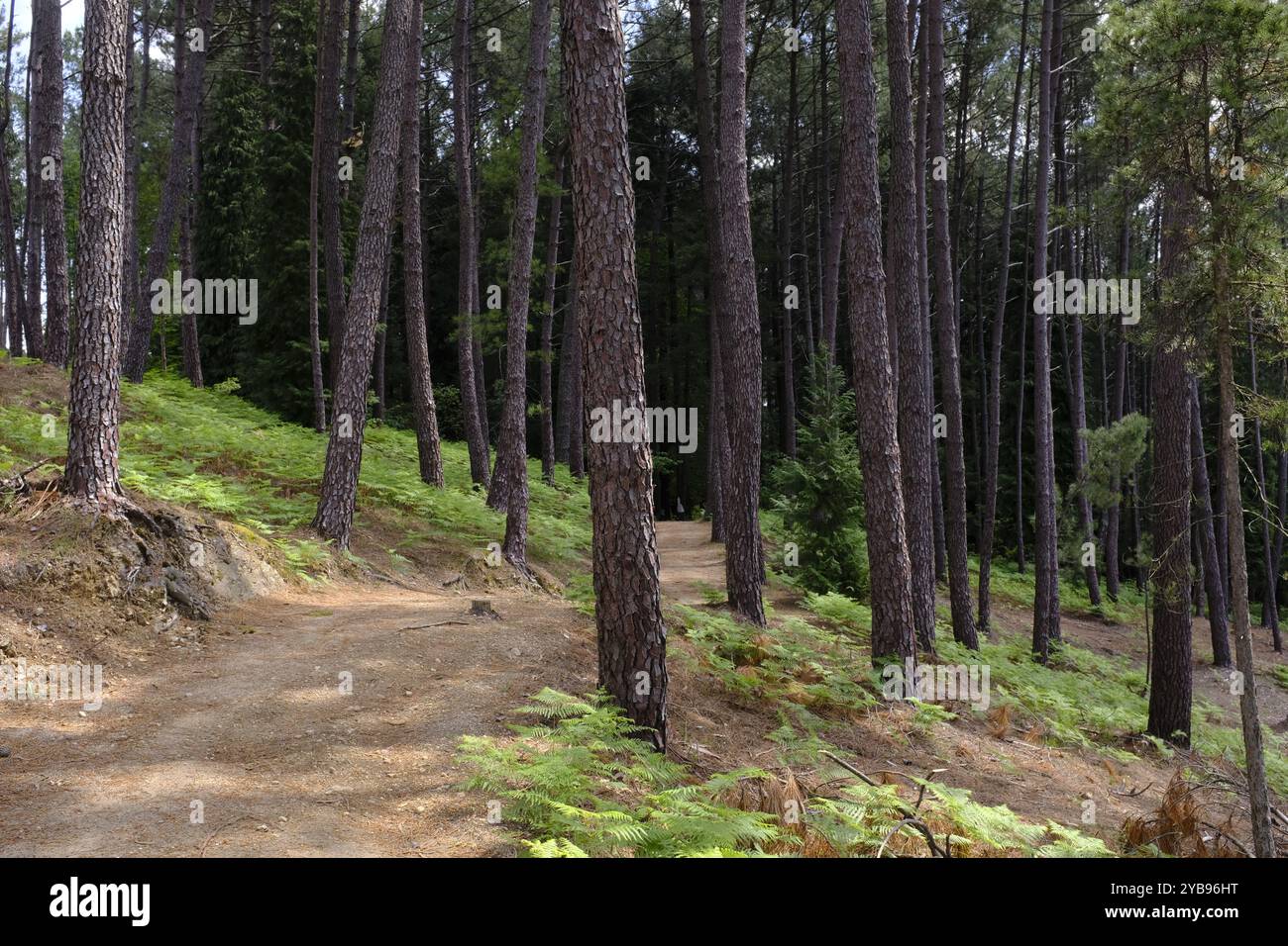 Kiefernwald in Cabeceiras de Basto, Portugal Stockfoto