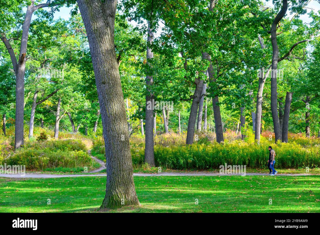 Toronto, Kanada - 12. Oktober 2024: Menschen, die in einem bewaldeten Gebiet des High Park spazieren gehen, einem berühmten Ort in der Stadt. Stockfoto