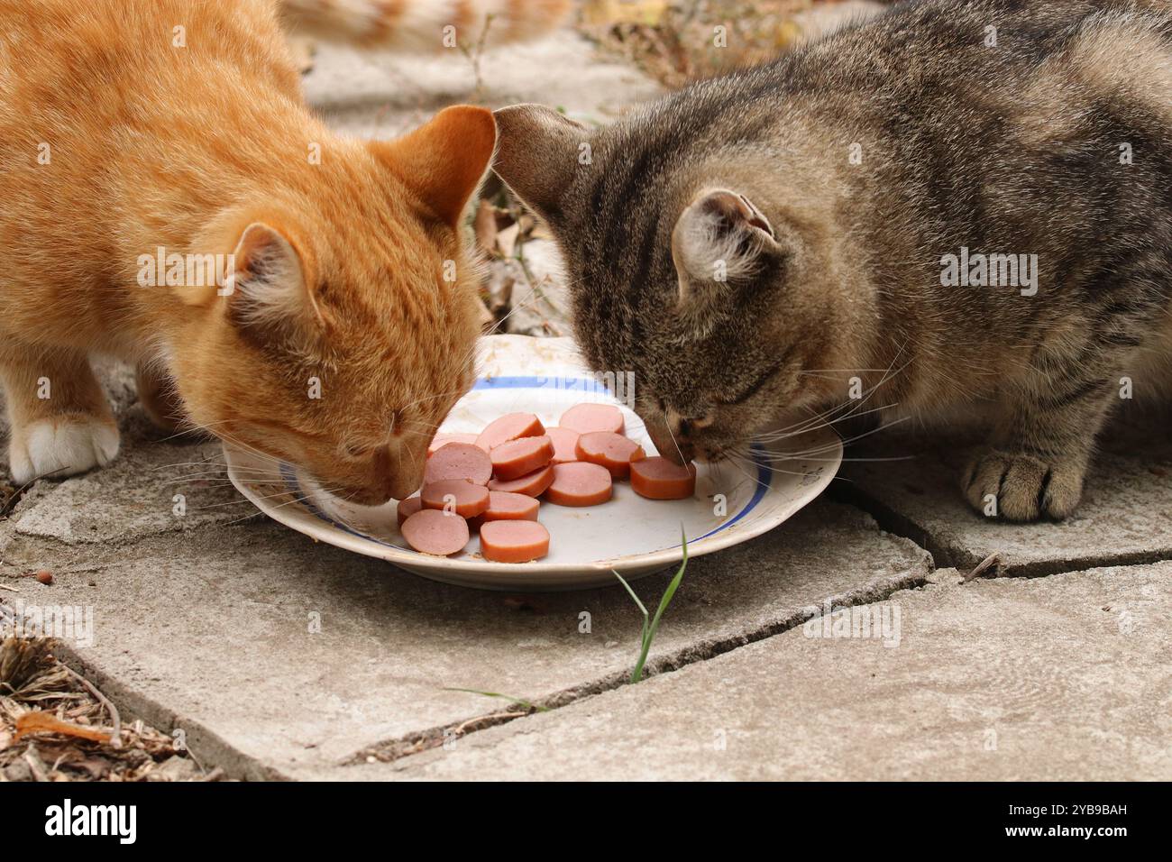 Rote und graue Katzen. Katzen essen Würstchen. Stockfoto