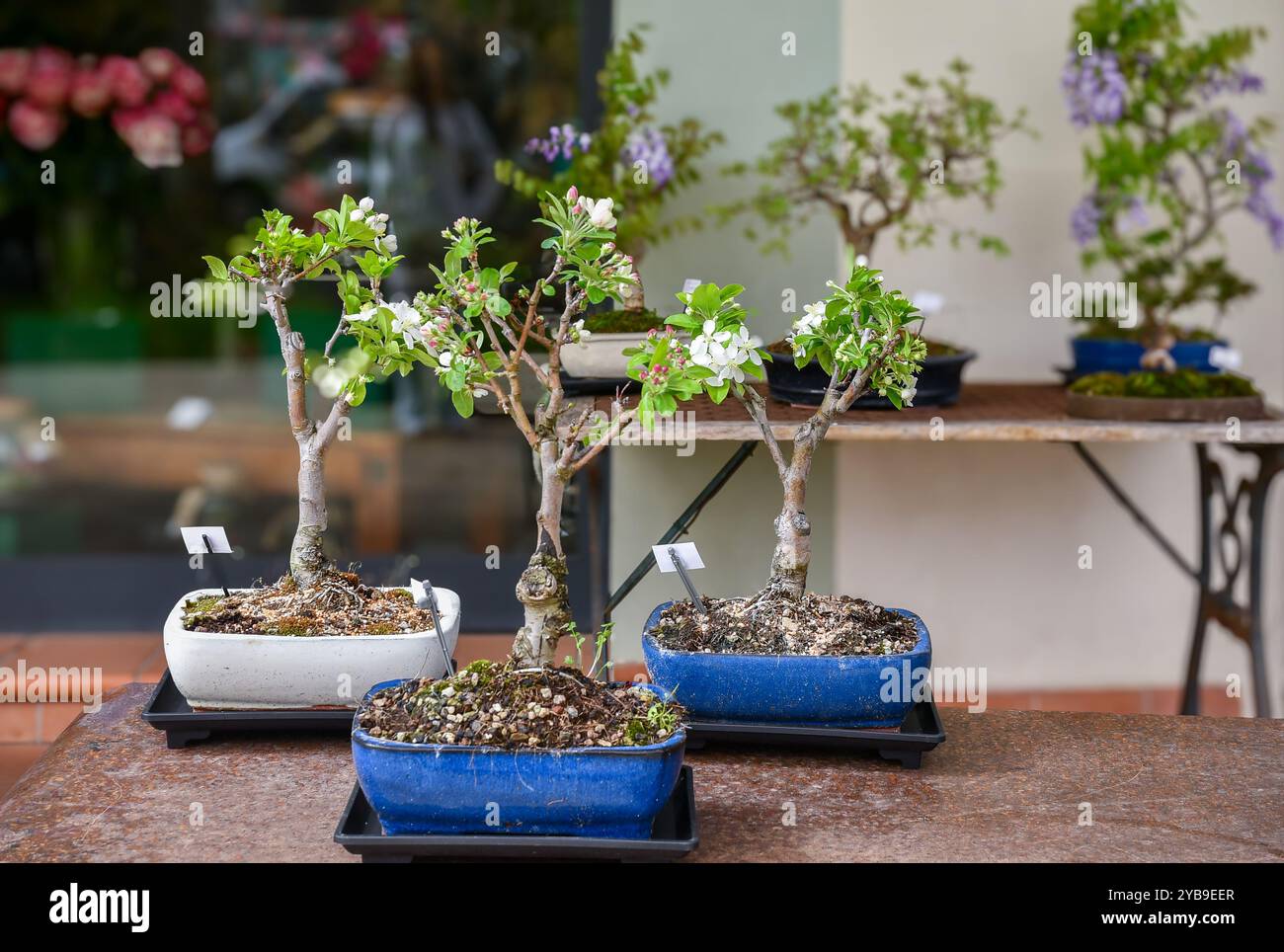 Bonsai kirsche -Fotos und -Bildmaterial in hoher Auflsung  Alamy