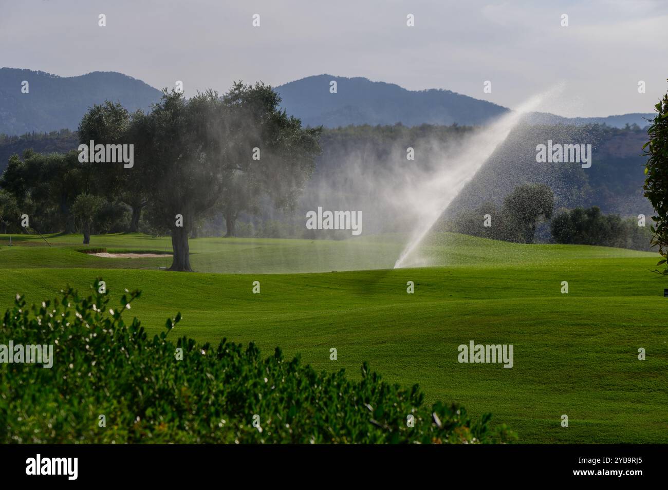 Sanftes Wasser sprüht von einem Sprinkler und pflegt wunderschön gepflegtes Gras auf einem ruhigen Golfplatz, umgeben von sanften Hügeln im Hintergrund. Stockfoto