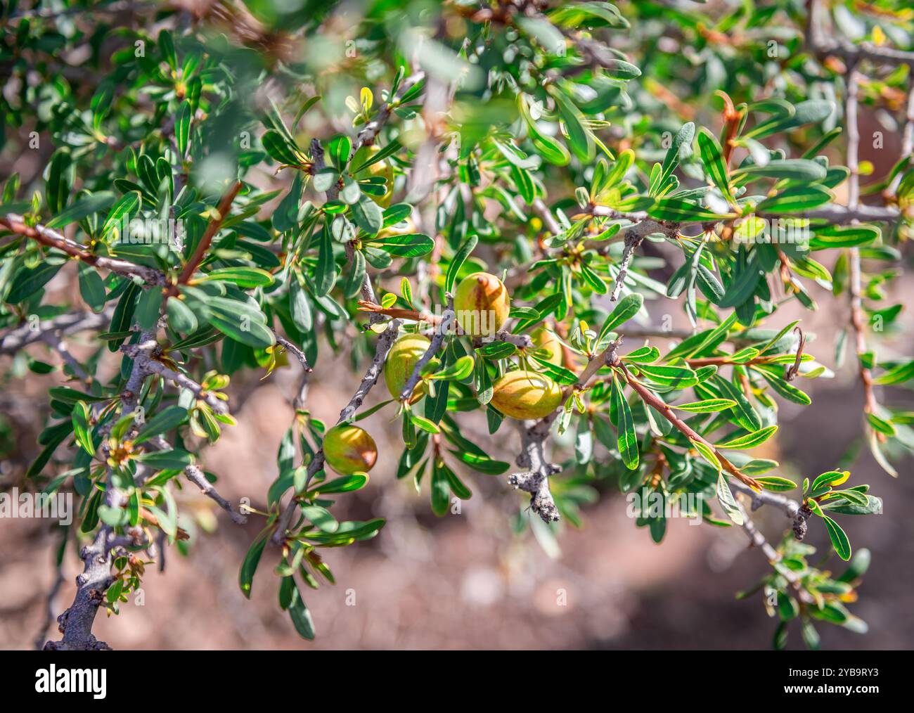 Arganbaum-Nahaufnahme: Laub mit Reifen Früchten. Foto in Marokko. Stockfoto