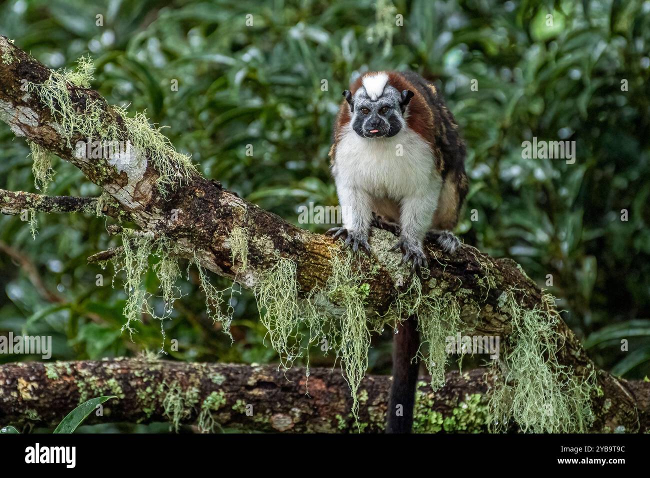 Geoffroy's Tamarin (Saguinus geoffroyi), auch als die Panamasche, red-Crested oder rufous-naped Tamarin bekannt Stockfoto