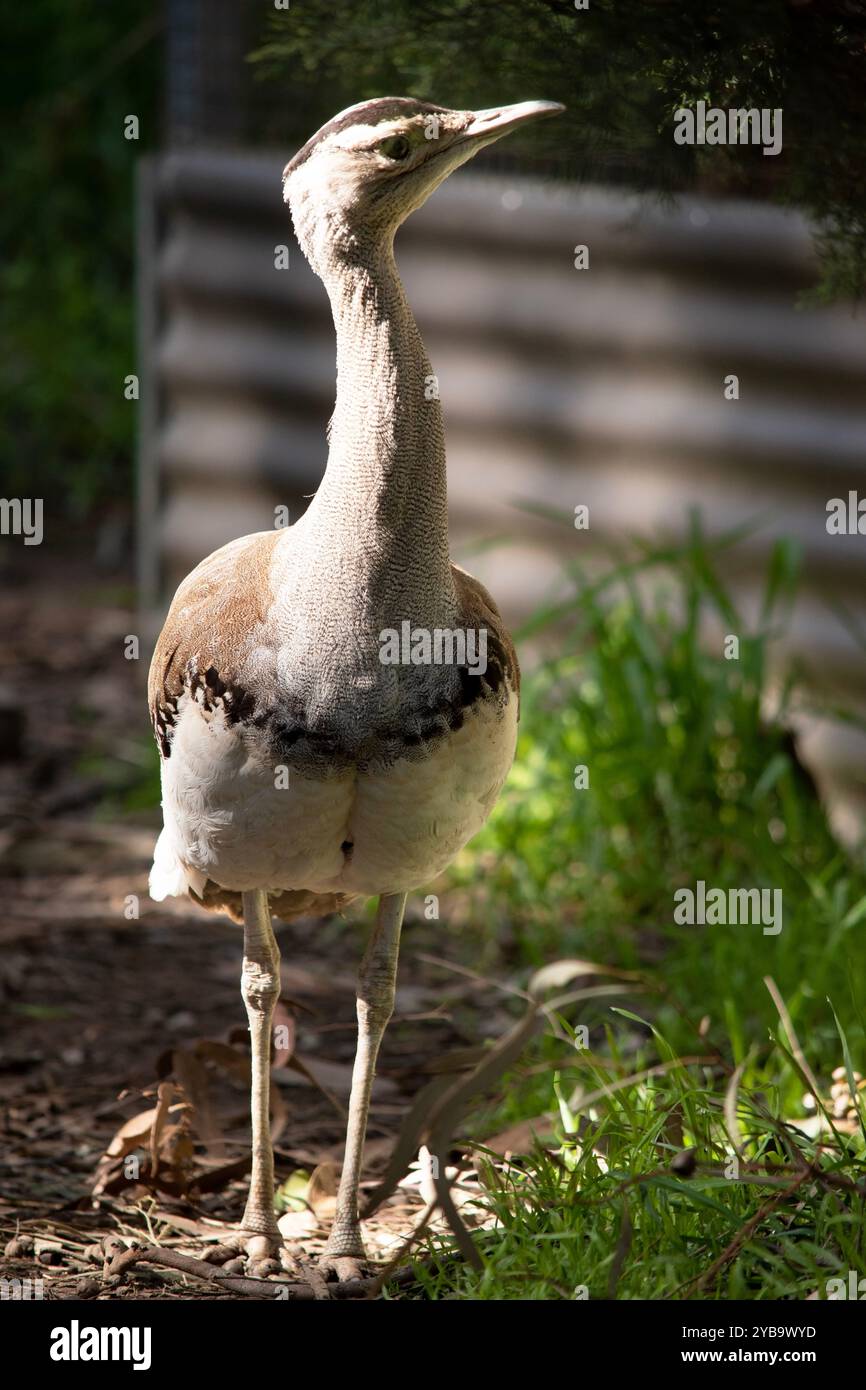 Die Australian Bustard ist einer der größten Vögel Australiens. Es handelt sich um einen hauptsächlich grau-braunen Vogel, gesprenkelt mit dunklen Markierungen, mit einem blassen Hals und schwarzem cr Stockfoto