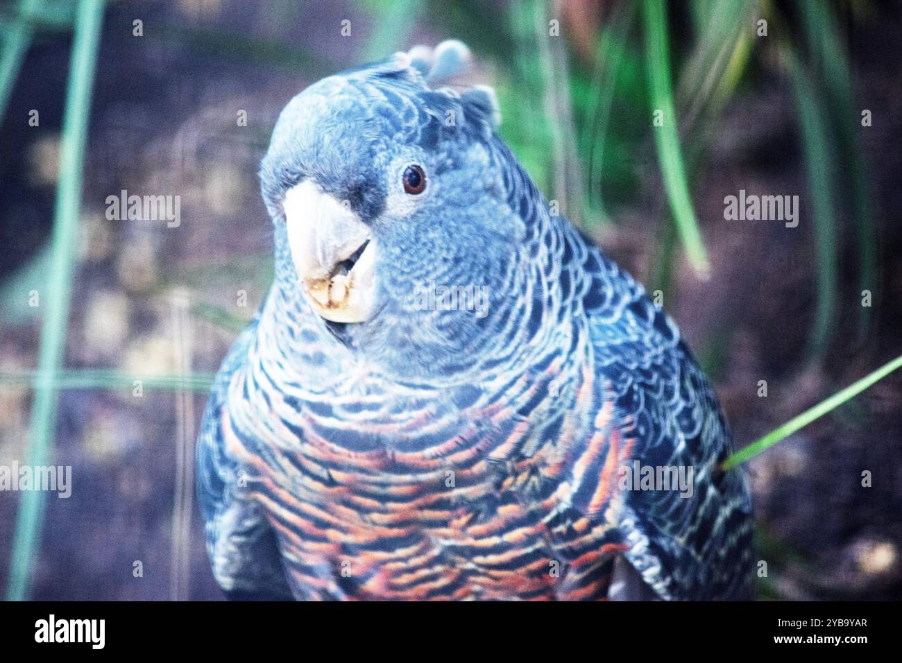 Der männliche Bandenpapagei hat einen kleinen, kräftigen Kakadau mit einem schroffen grauen Wappen, großen, breiten Flügeln und einem kurzen Schwanz. Stockfoto