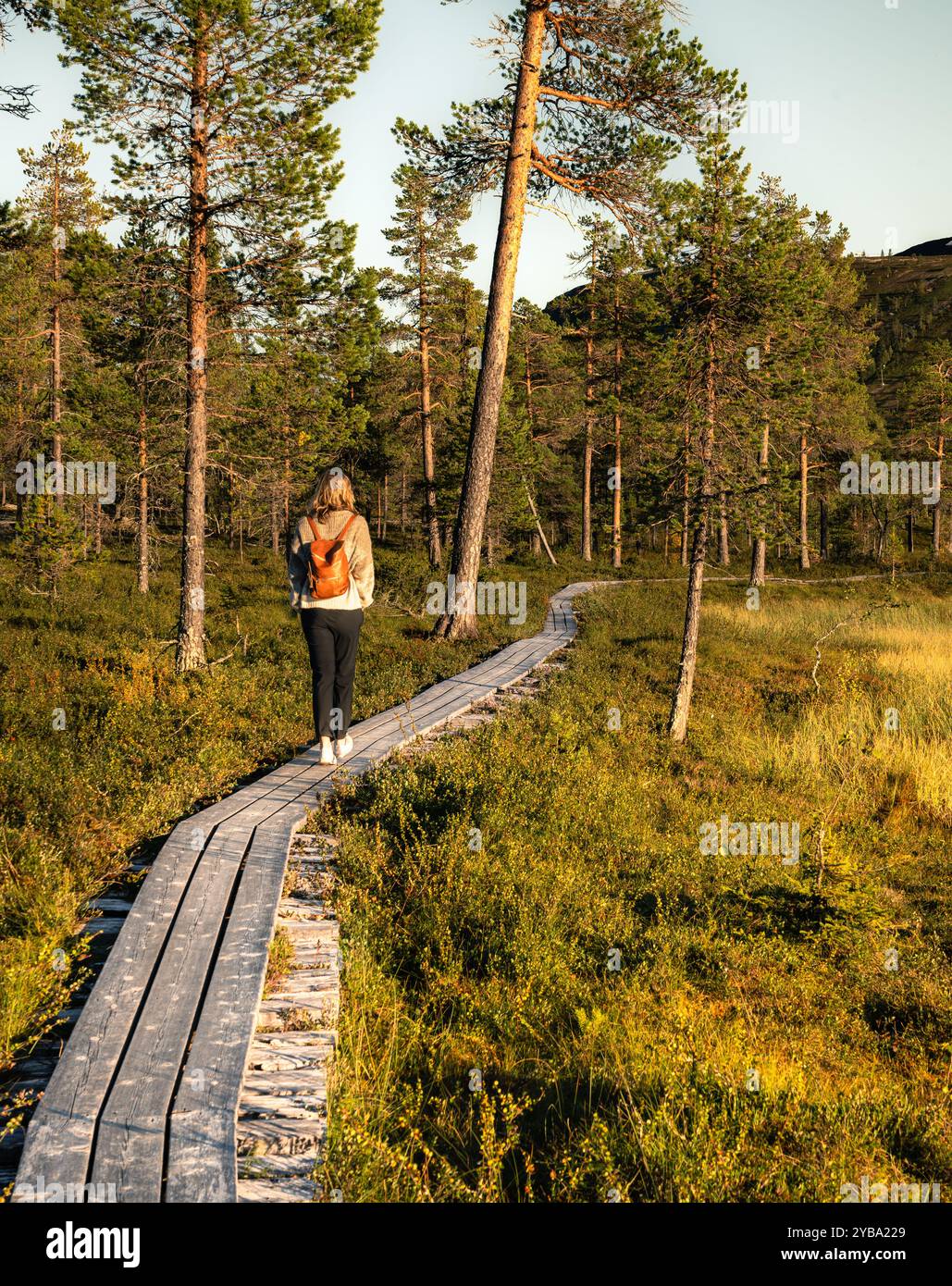 Frau, die zur goldenen Stunde in Idre, Schweden, auf einem hölzernen Weg spaziert, umgeben von Feuchtgebieten, und die Schönheit des Sommers in der Wildnis von Dalarna zeigt Stockfoto