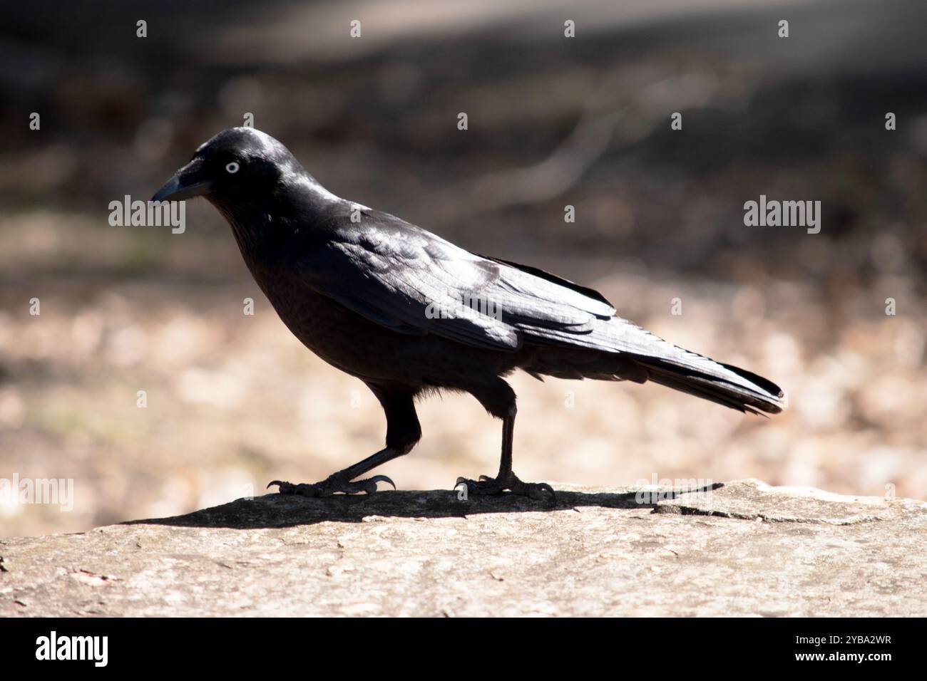 Der australische Rabe ist ein ganz schwarzer Vogel mit schwarzem Schnabel, Mund und Zunge und kräftigen schwarzen oder grauschwarzen Beinen und Füßen. Stockfoto