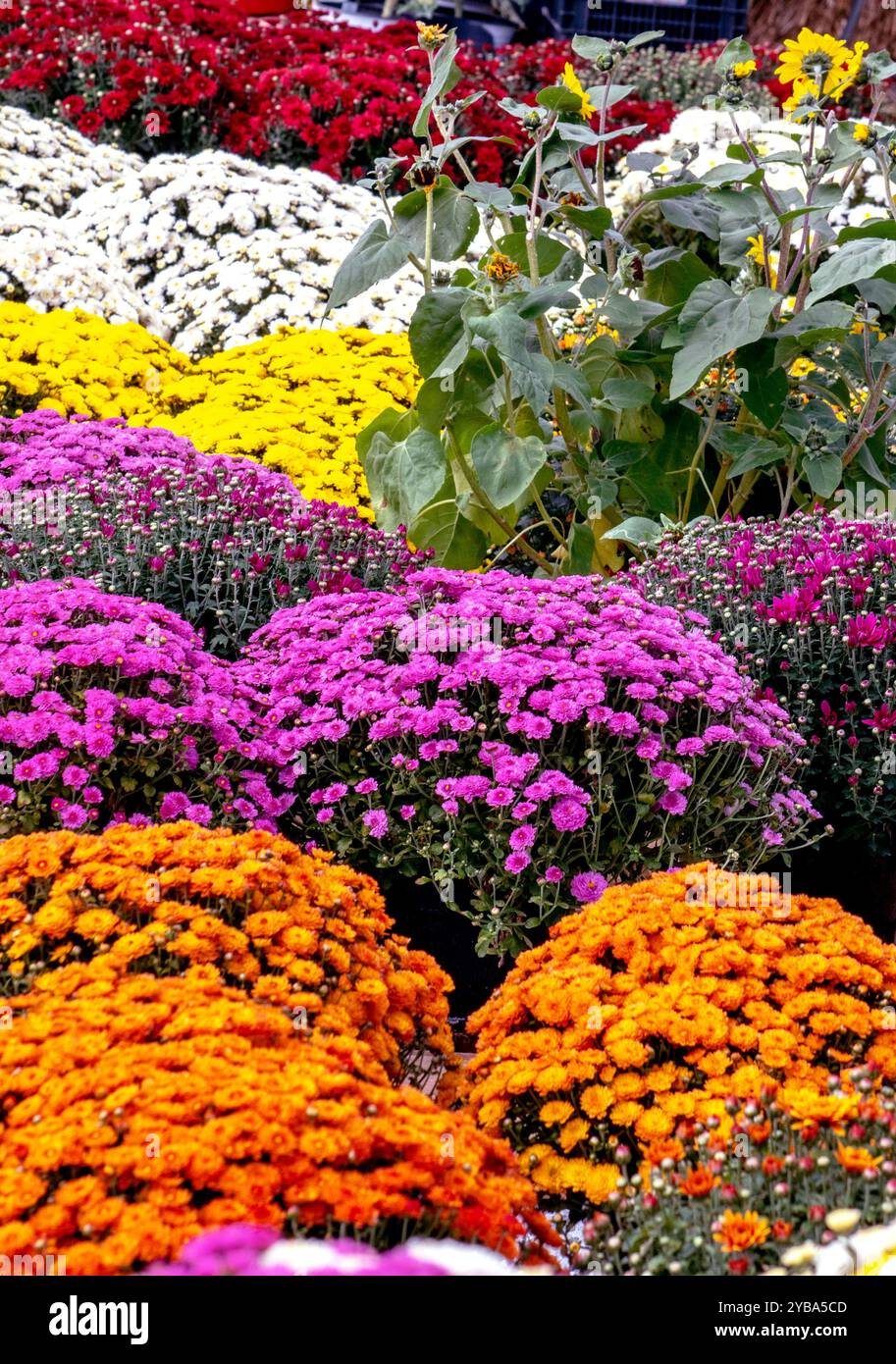Herbstmutter pflanzt in einer Gärtnerei im Freien Stockfoto