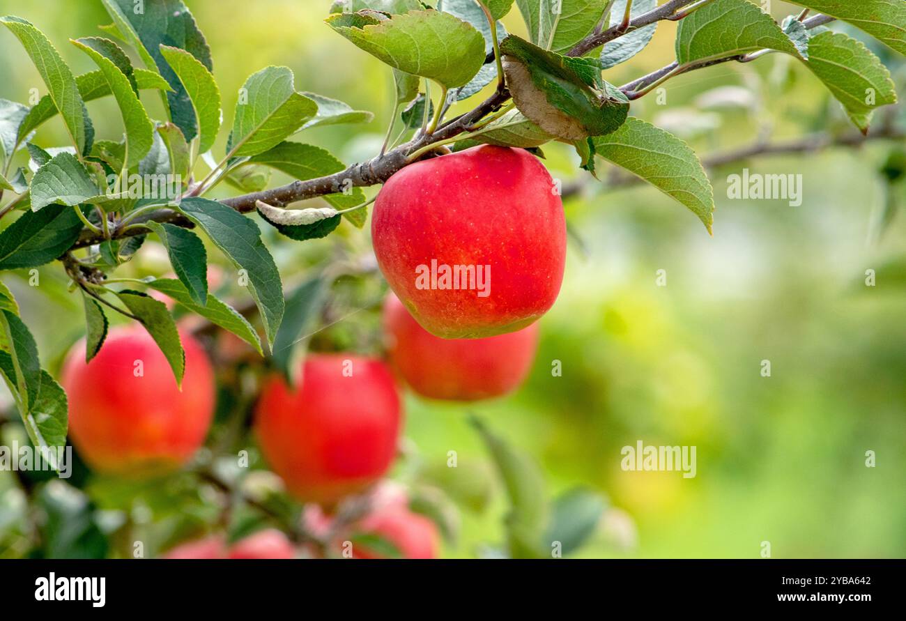 Köstliche rote Äpfel, die auf einem Zweig in einem Obstgarten in Michigan USA wachsen Stockfoto